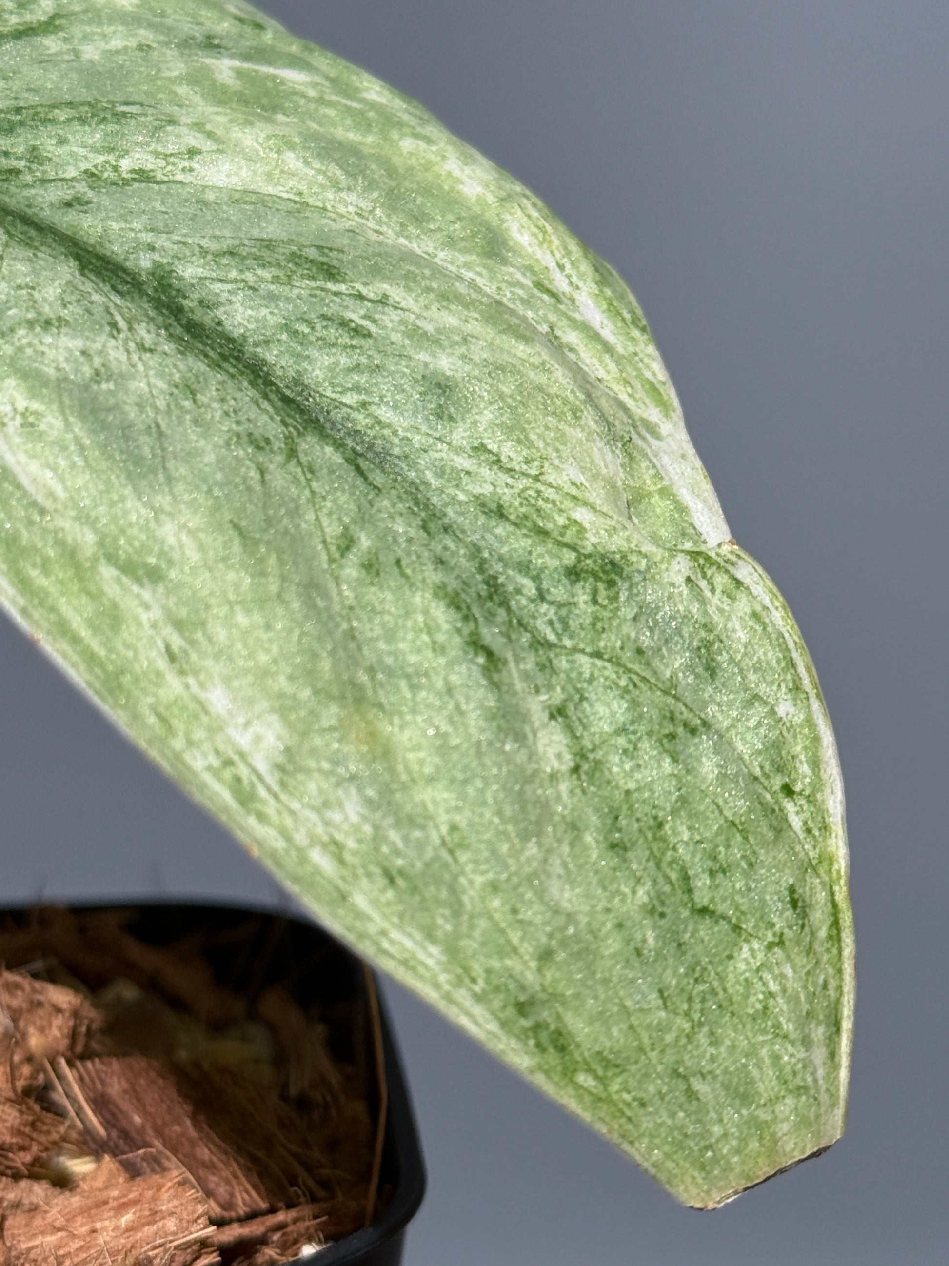 スキンダプサス ブルー スカイ/Scindapsus Blue sky  (1)