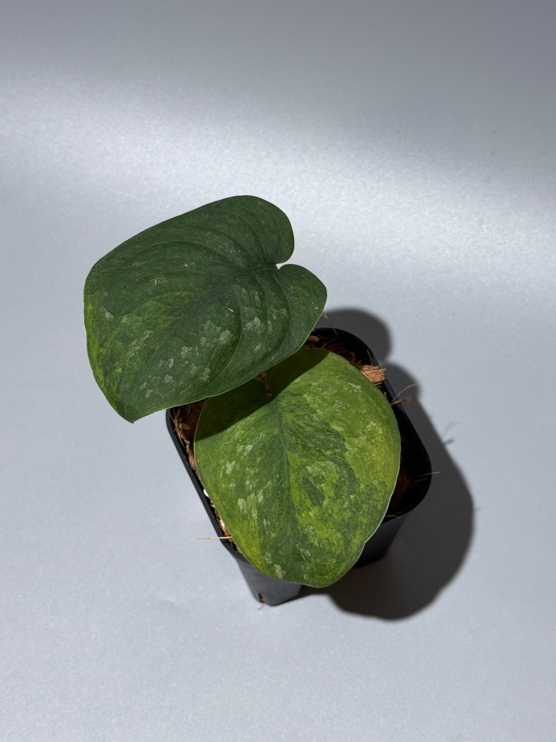 スキンダプサス グリーン ドラゴン / Scindapsus Green dorgon (1)