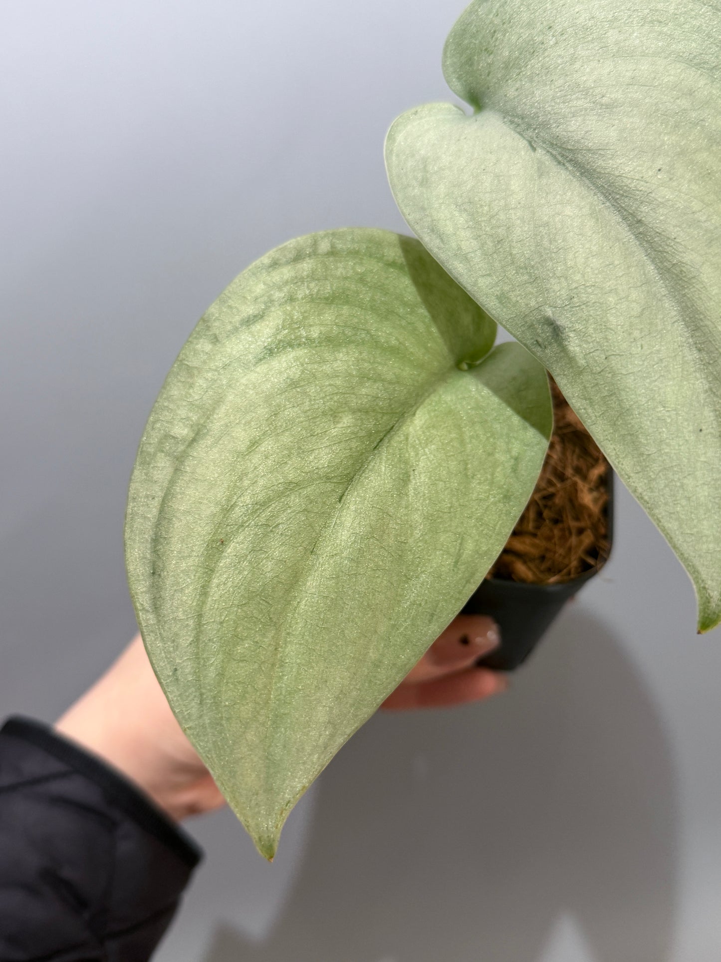 スキンダプサス エリンダ / Scindapsus Erlinda (3)