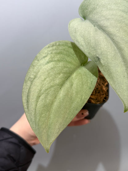 スキンダプサス エリンダ / Scindapsus Erlinda (3)