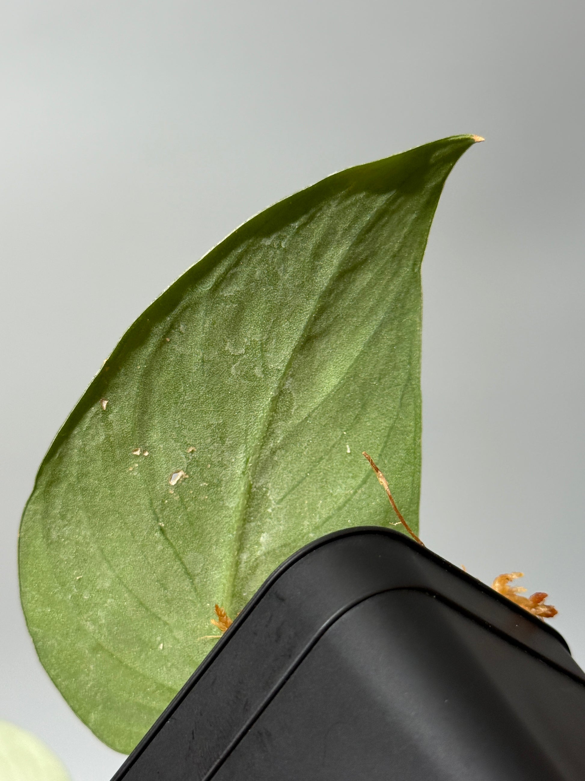 スキンダプサス グリーンベイン / Scindapsus Green vein (2)