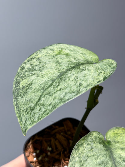 スキンダプサス エキゾチカ マーブル sp.バニュマス / Scindapsus exotica marble sp.Banyumas (1)