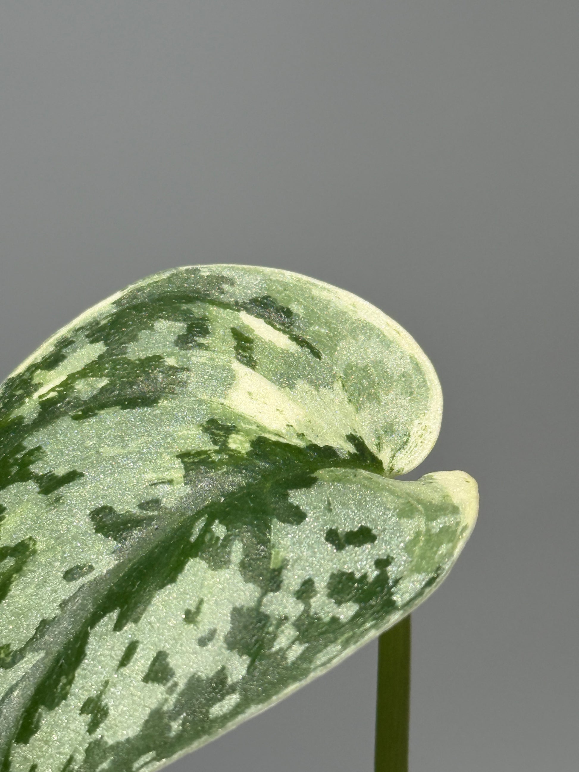 スキンダプサス マヤリ / Scindapsus mayari (1)