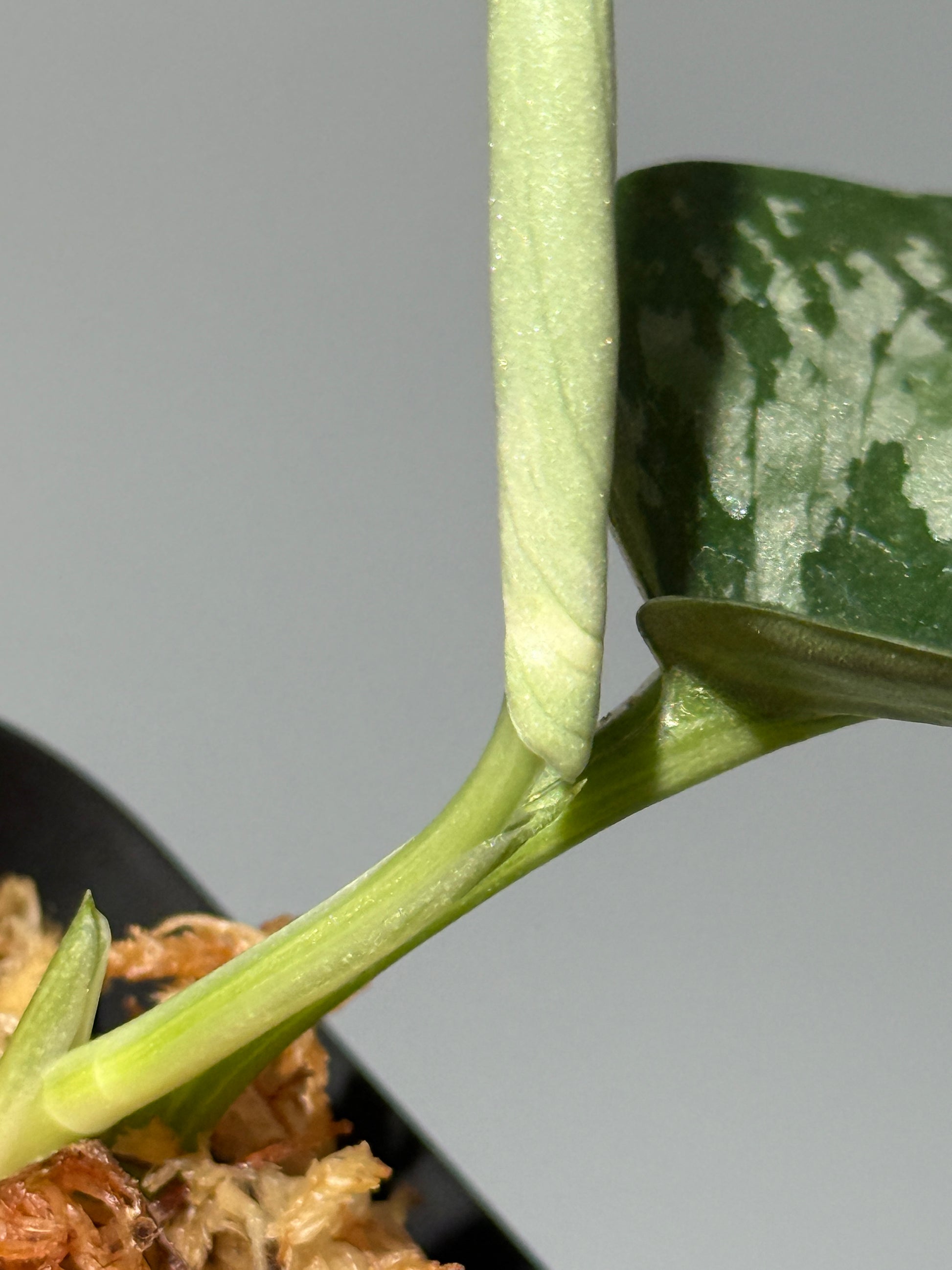 スキンダプサス エキゾチカ サラカ トリカラー  / Scindapsus Exotica salaka toricolor (1)