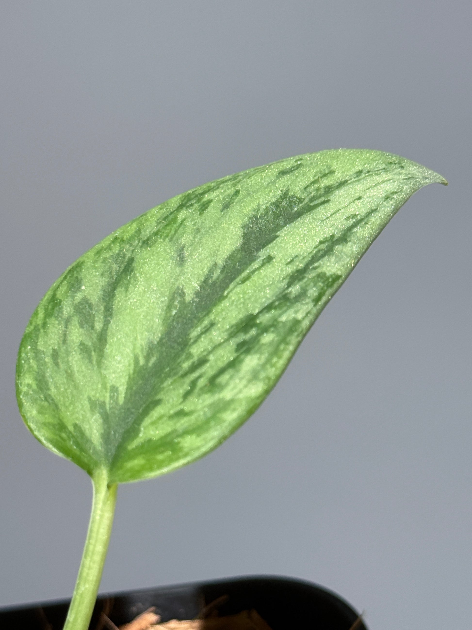 スキンダプサス グリーン アーミー / Scindapsus Green army (1)