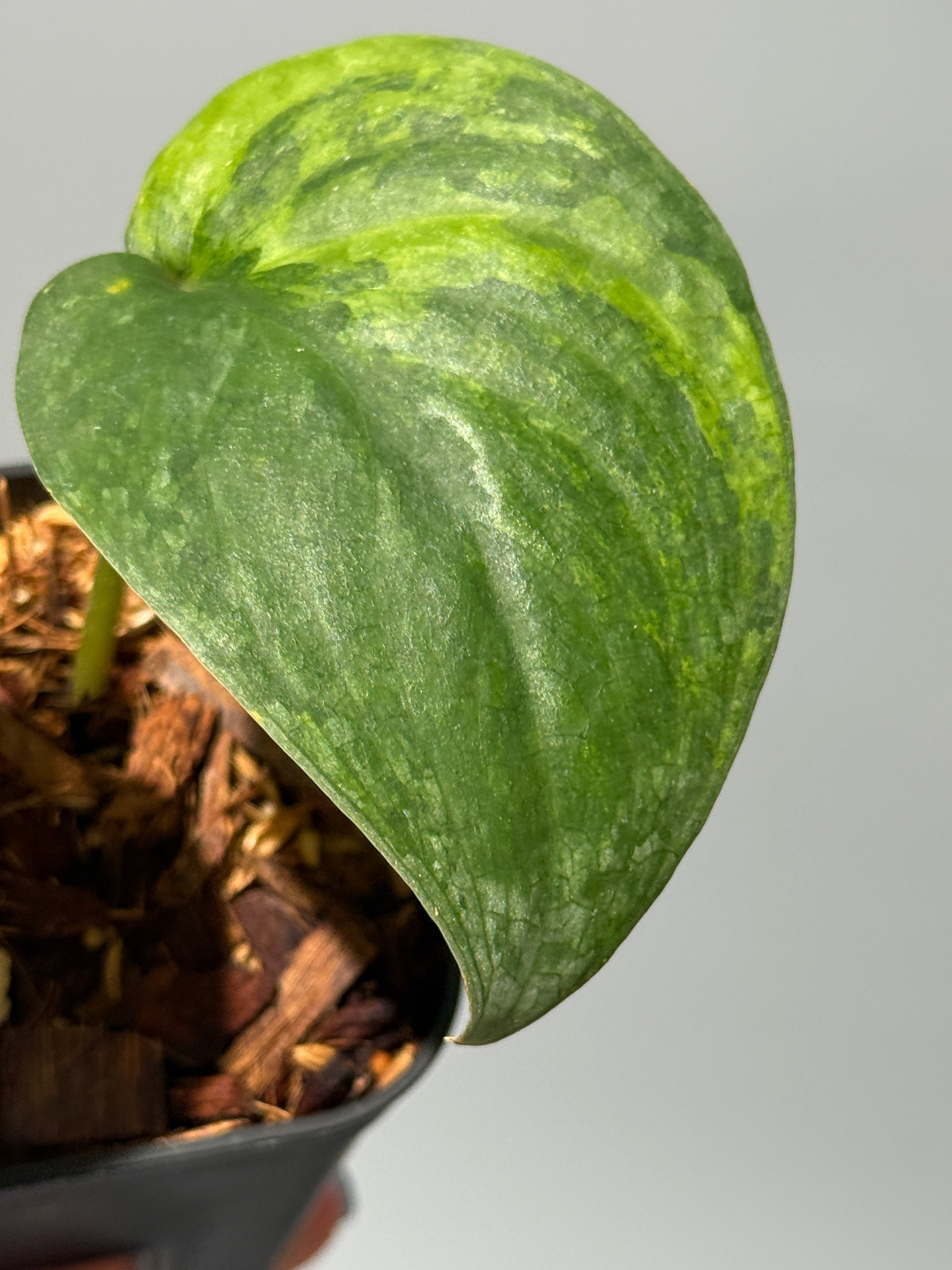 All Plants – Page 2 – Nakayama-Plants