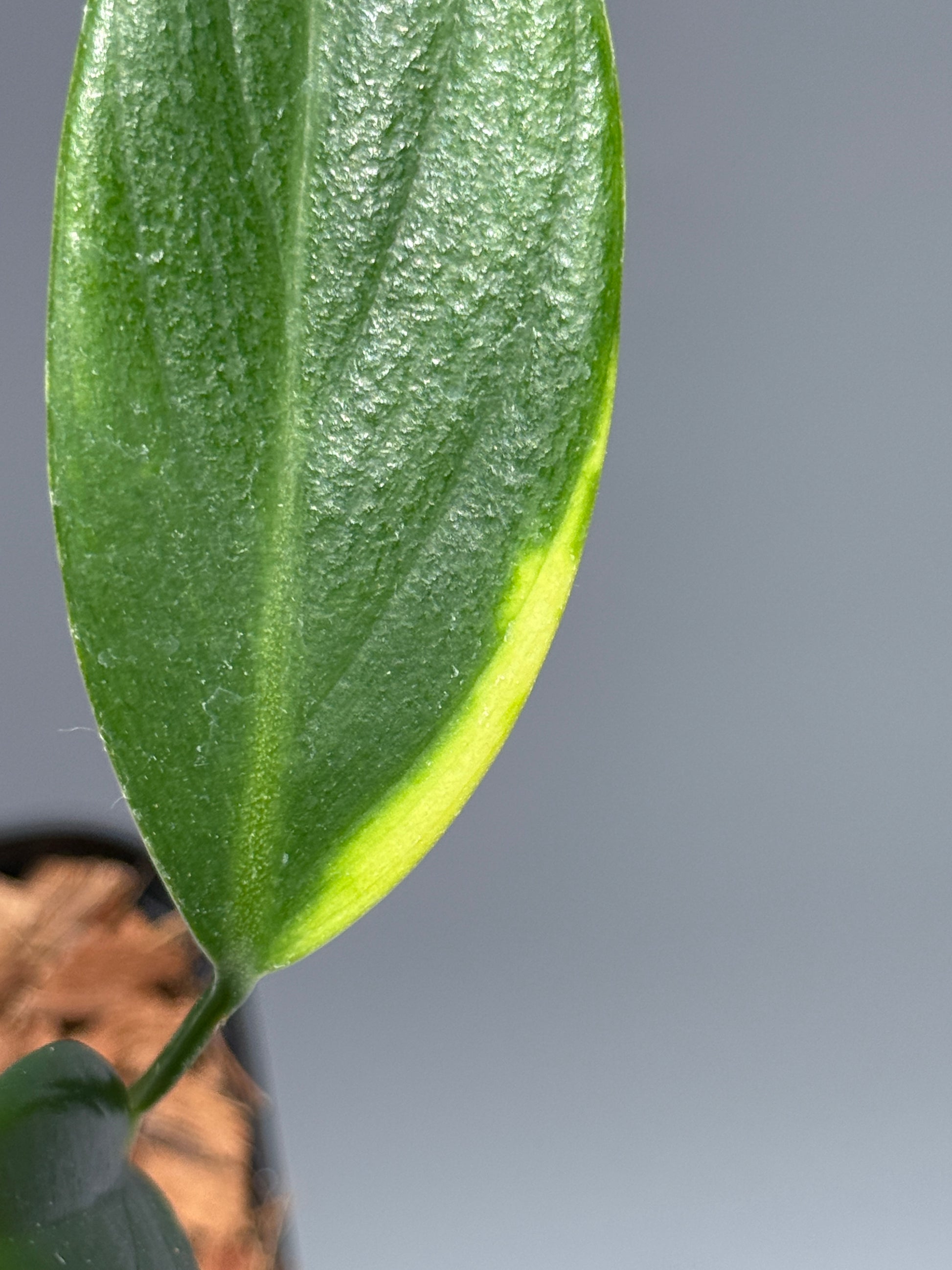 スキンダプサス コリアセウス イエロー / Scindapsus coriaceus yellow (2)