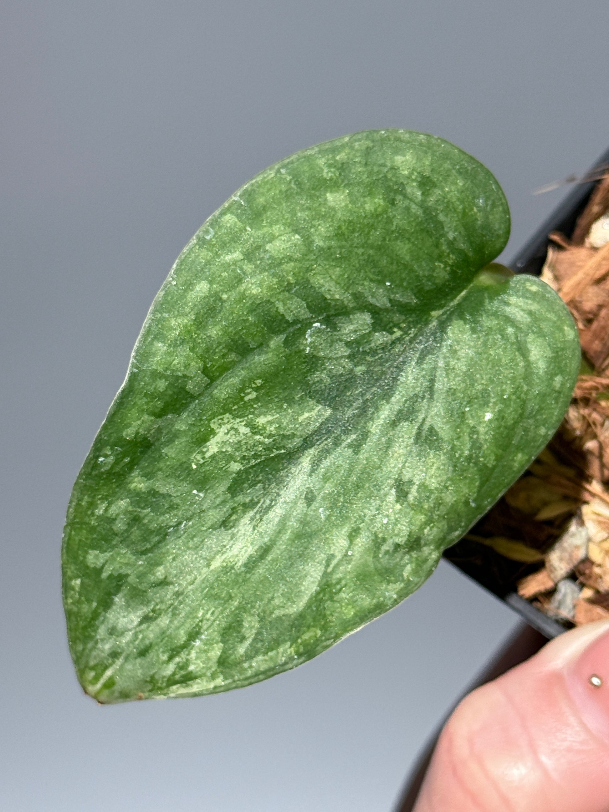 スキンダプサス レオパード / Scindapsus Leopard (1)