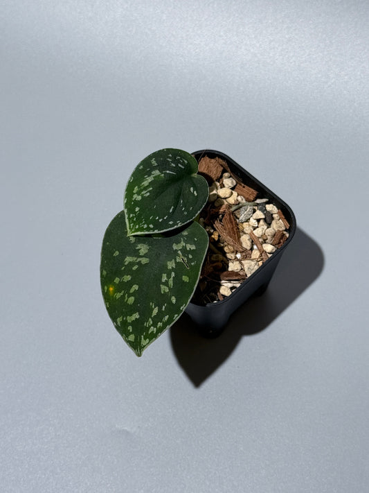 スキンダプサス ダーク トリカラー sp.ボルネオ / Scindapsus Dark tricolor sp.borneo (1)