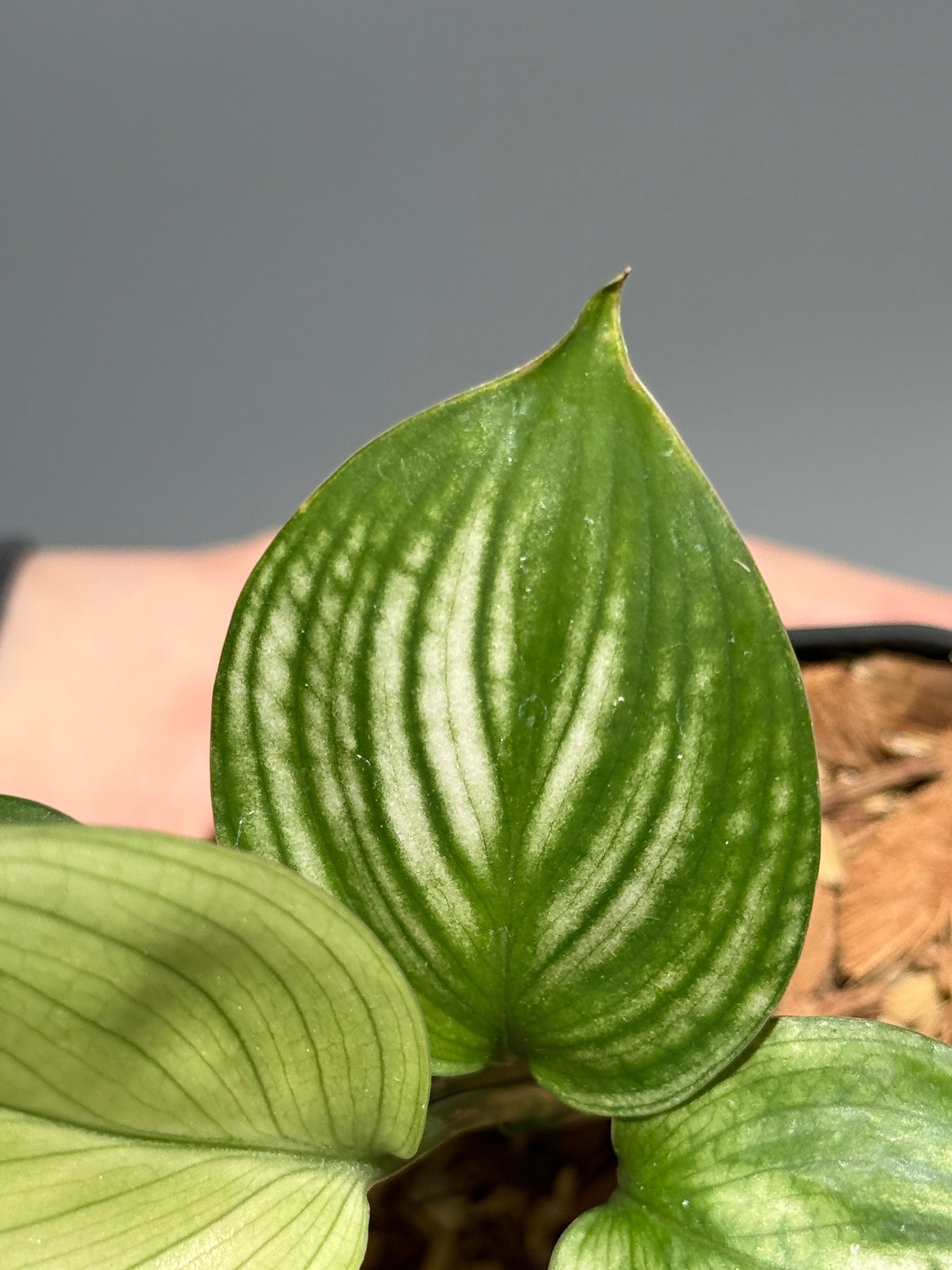 スキンダプサス ホワイトモンスター / Scindapsus whitemonster (2)