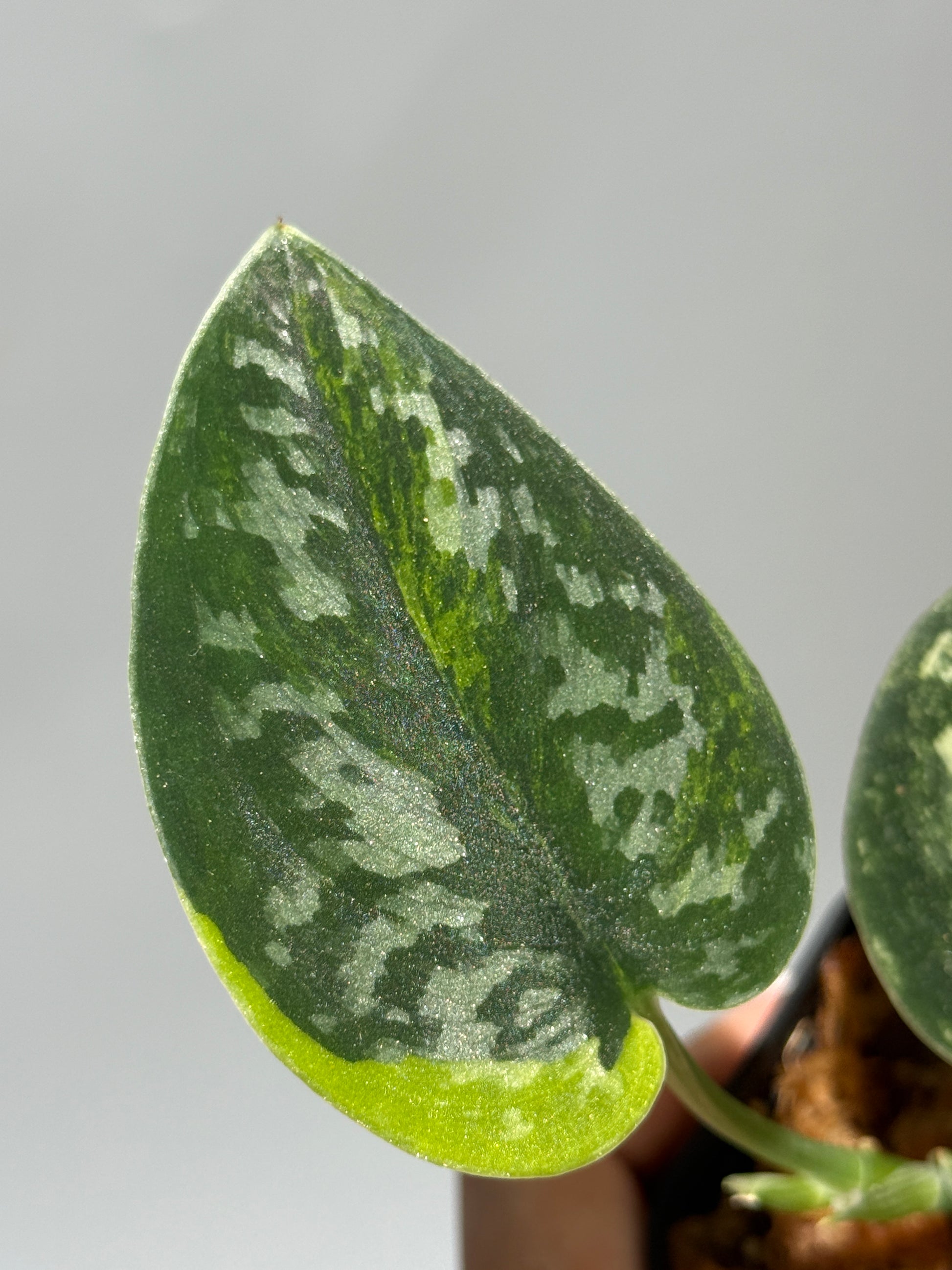スキンダプサス グリーン ダイヤモンド / Scindapsus Green diamond (1)