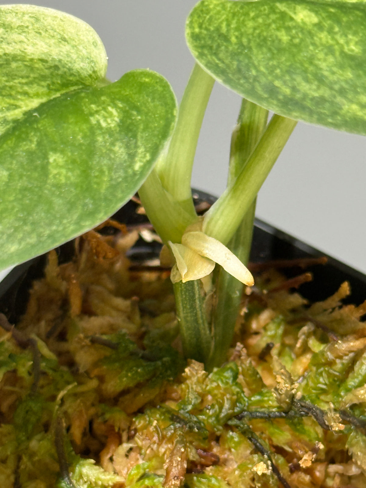 スキンダプサス シリワンギ トリカラー  / Scindapsus Siliwangi tricolor (2)
