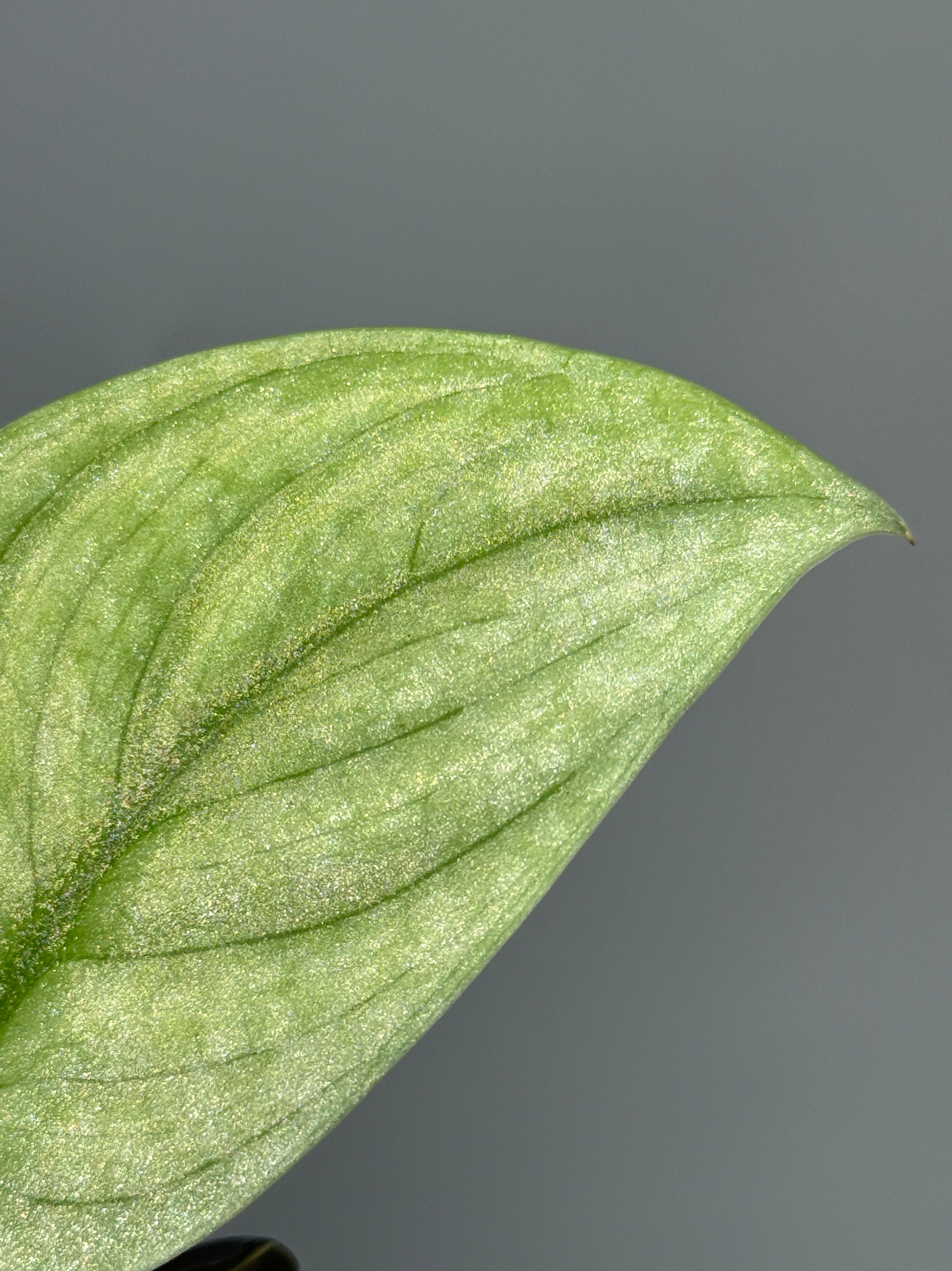 スキンダプサス グリーンベイン / Scindapsus Green vein (2)