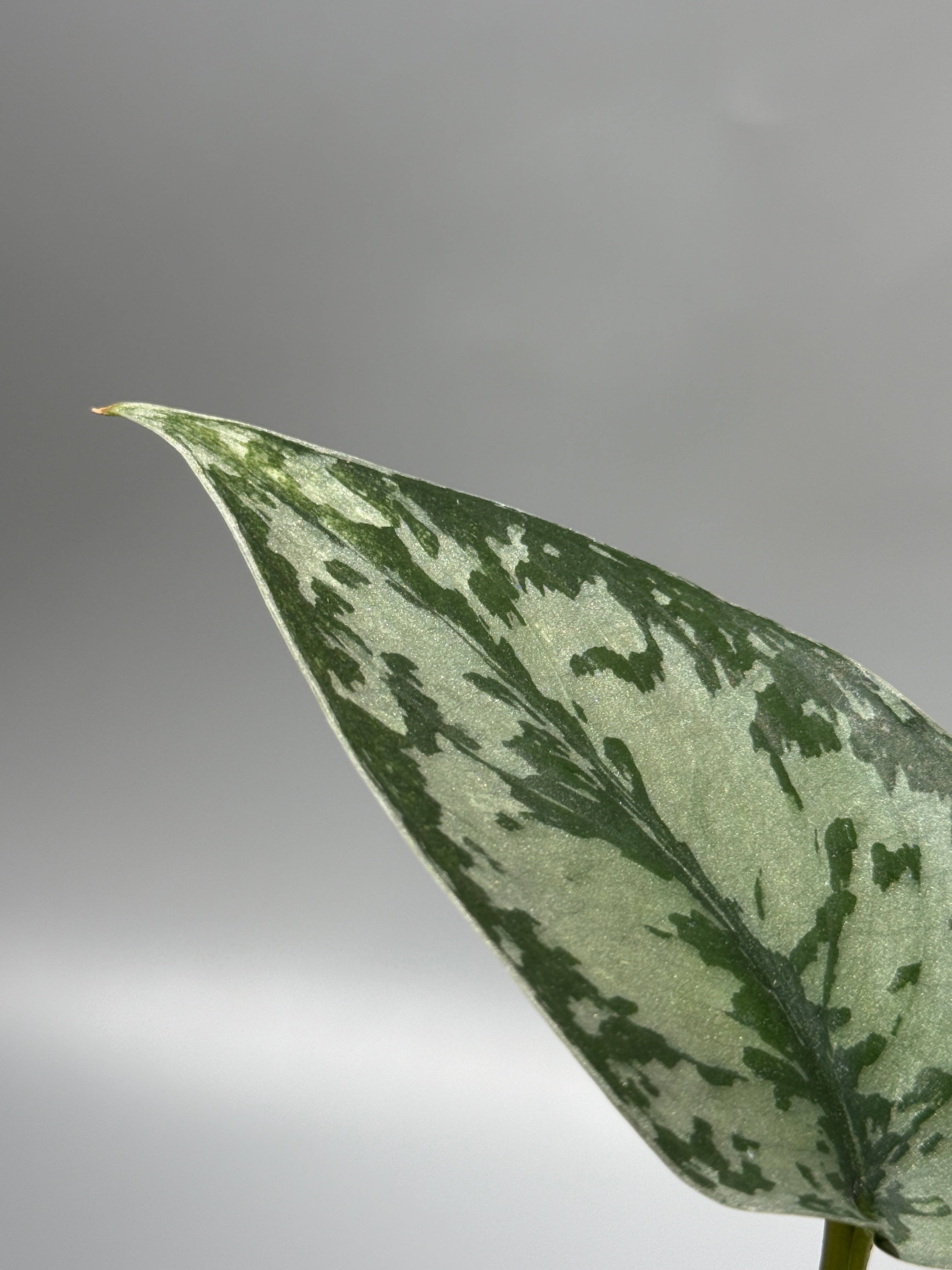 スキンダプサス ラカンビニ / Scindapsus Lakambini (1) – Nakayama-Plants