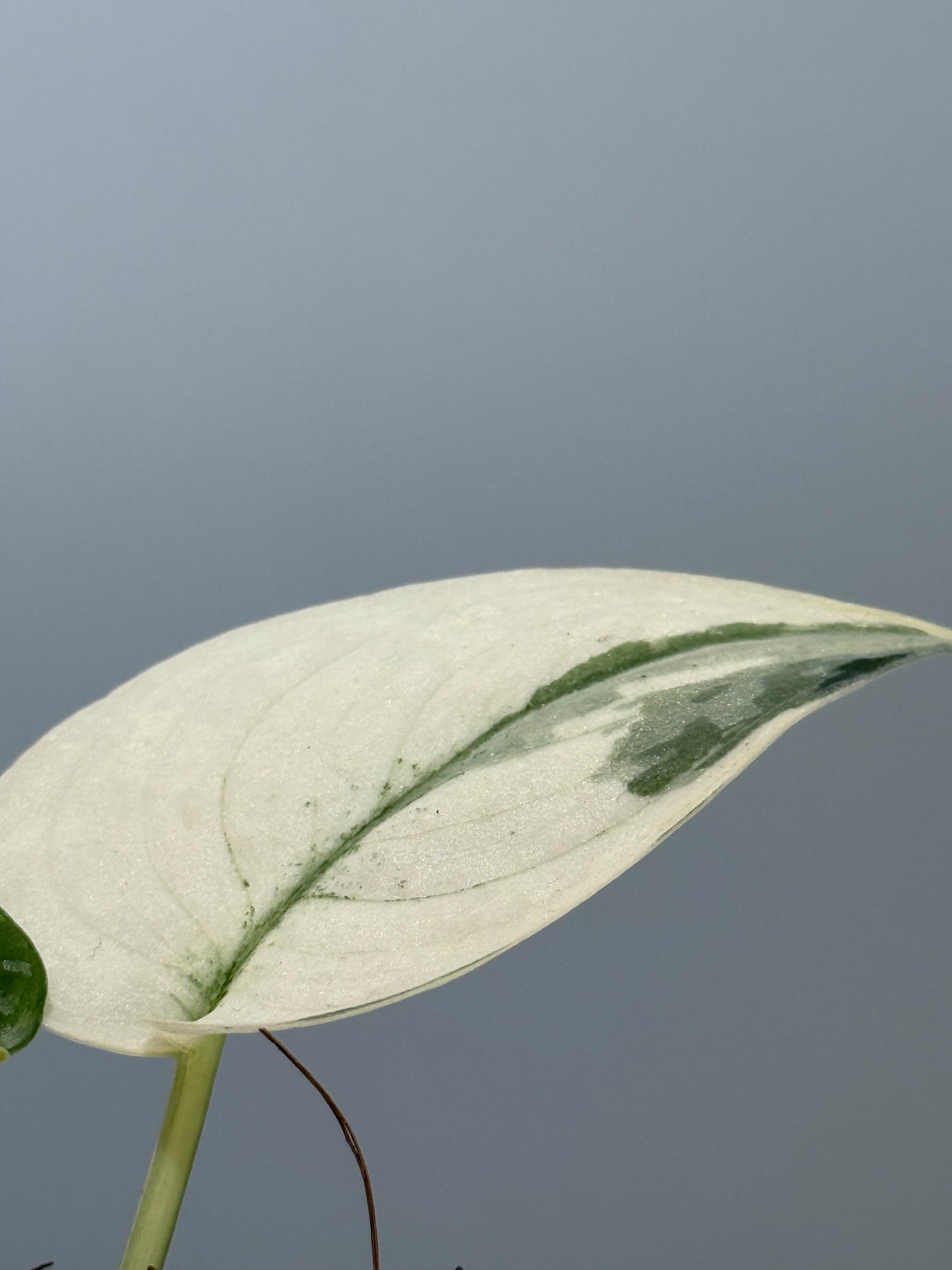 スキンダプサス マヤリ / Scindapsus mayari (4)