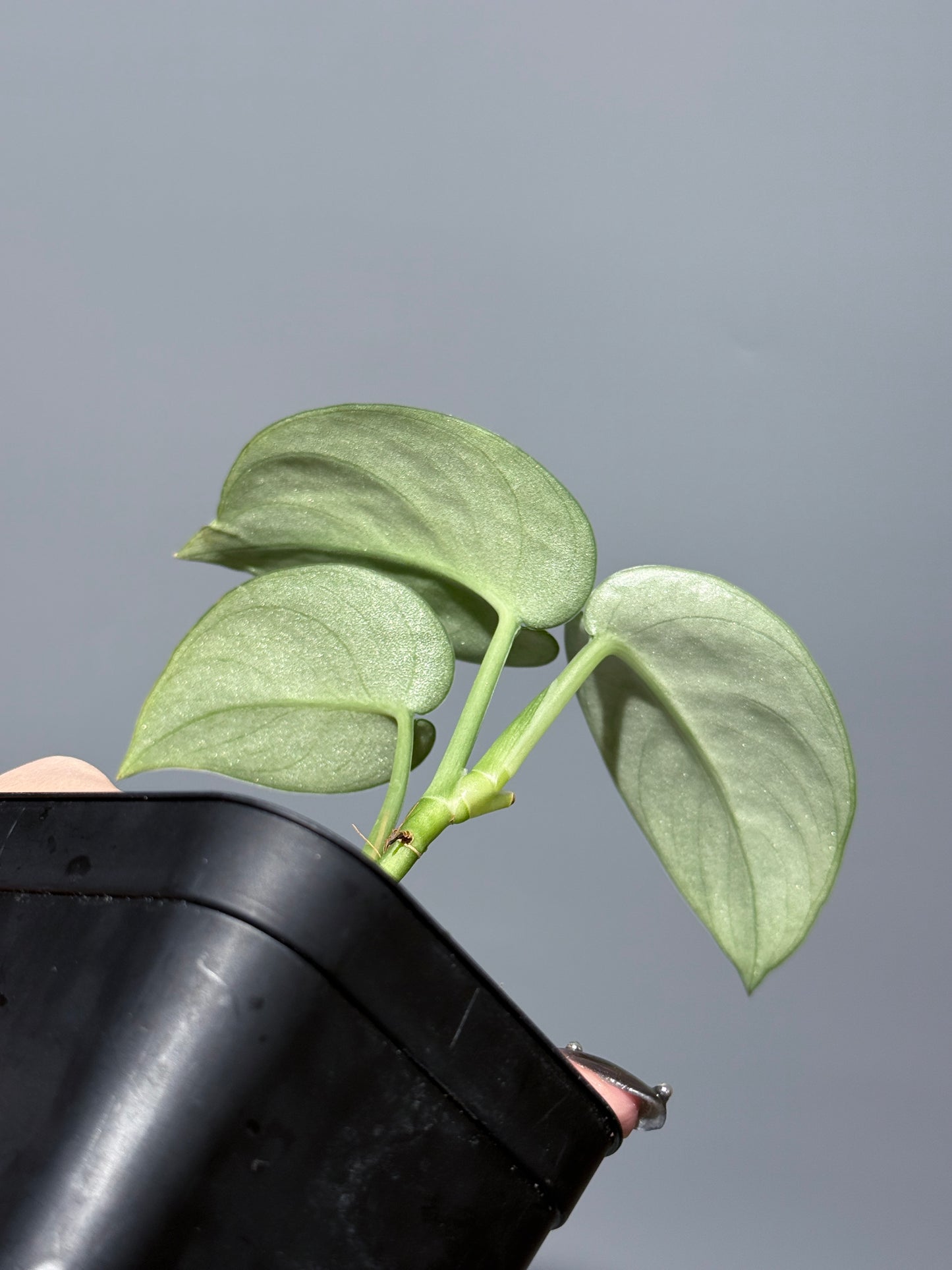 スキンダプサス シルバーレディ / Scindapsus silver lady (3)