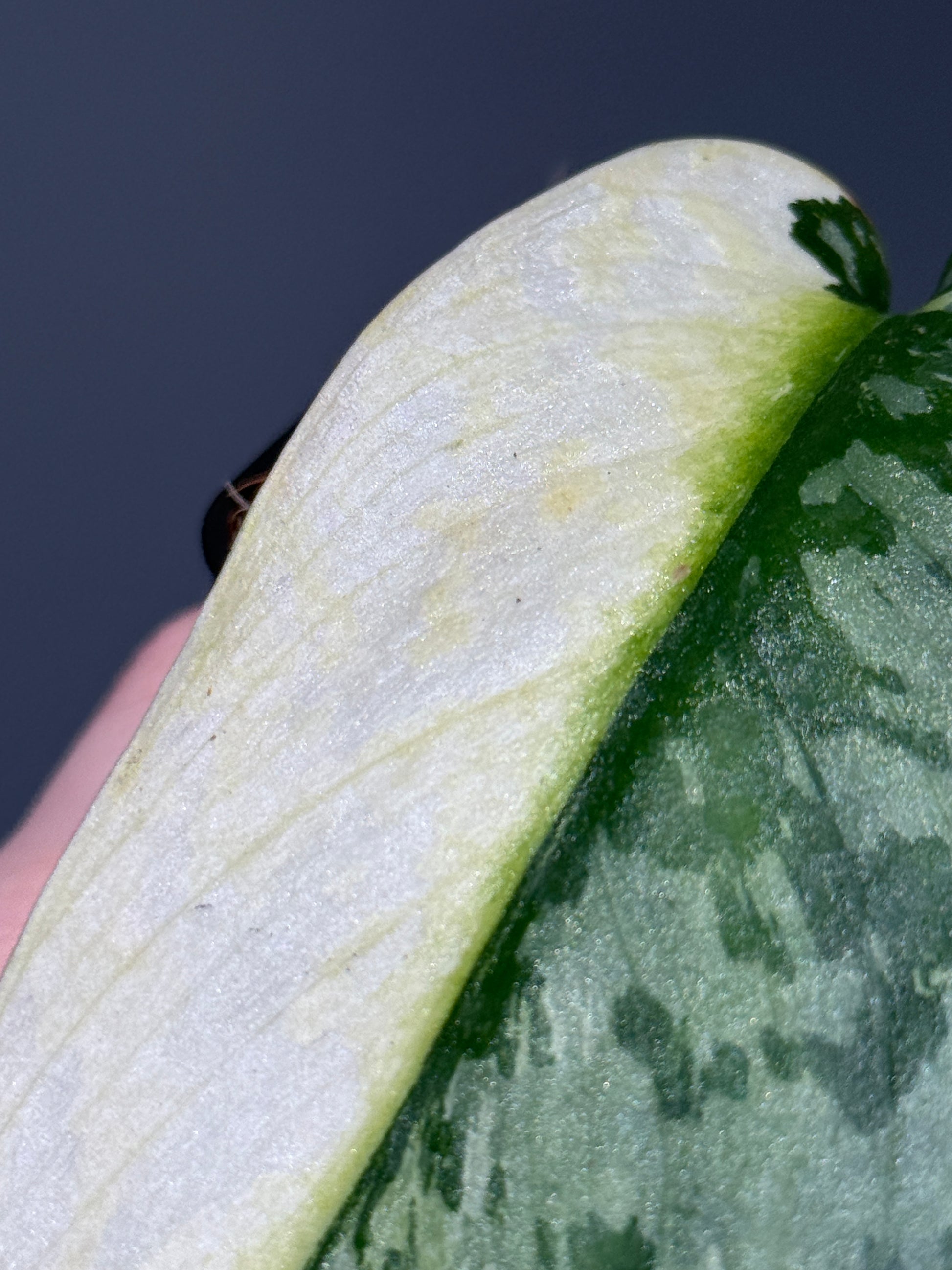 スキンダプサス ラカンビニ / Scindapsus lakambini  (1)