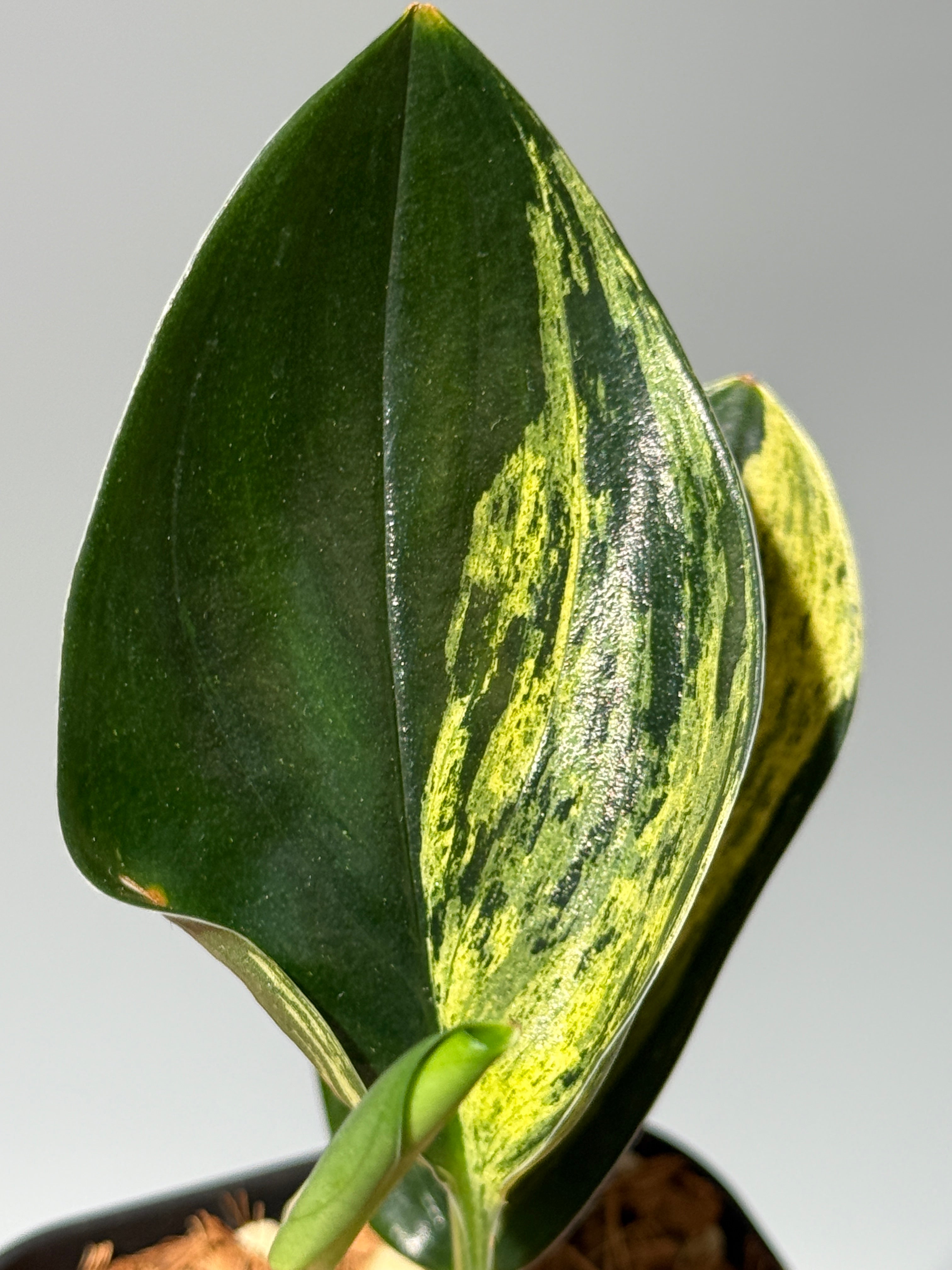 All Plants – Nakayama-Plants