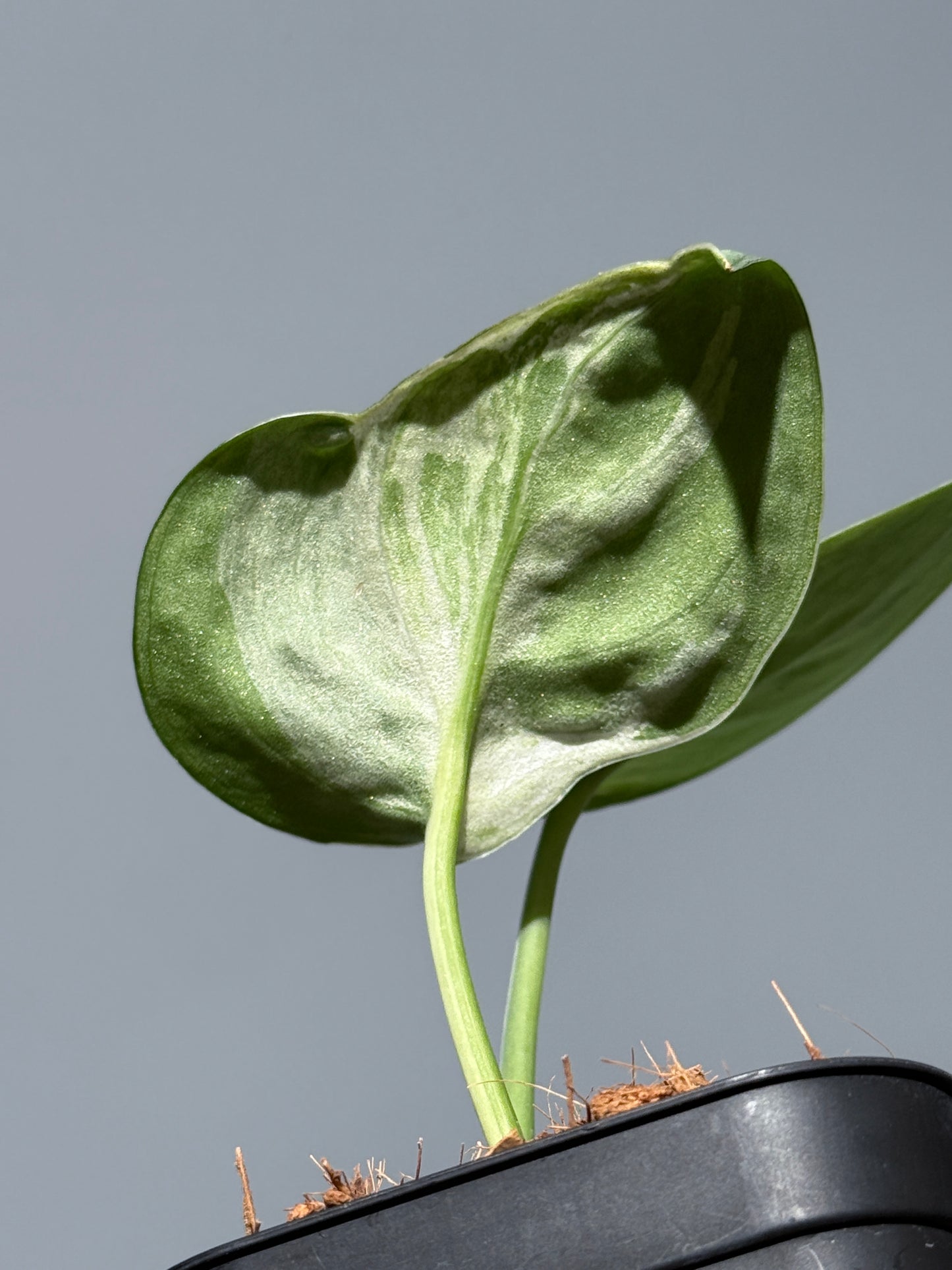 スキンダプサス ニルマラ / Scindapsus nirmala (1)