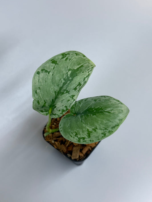 スキンダプサス sp.ジャンビ / Scindapsus sp.jambi (1)