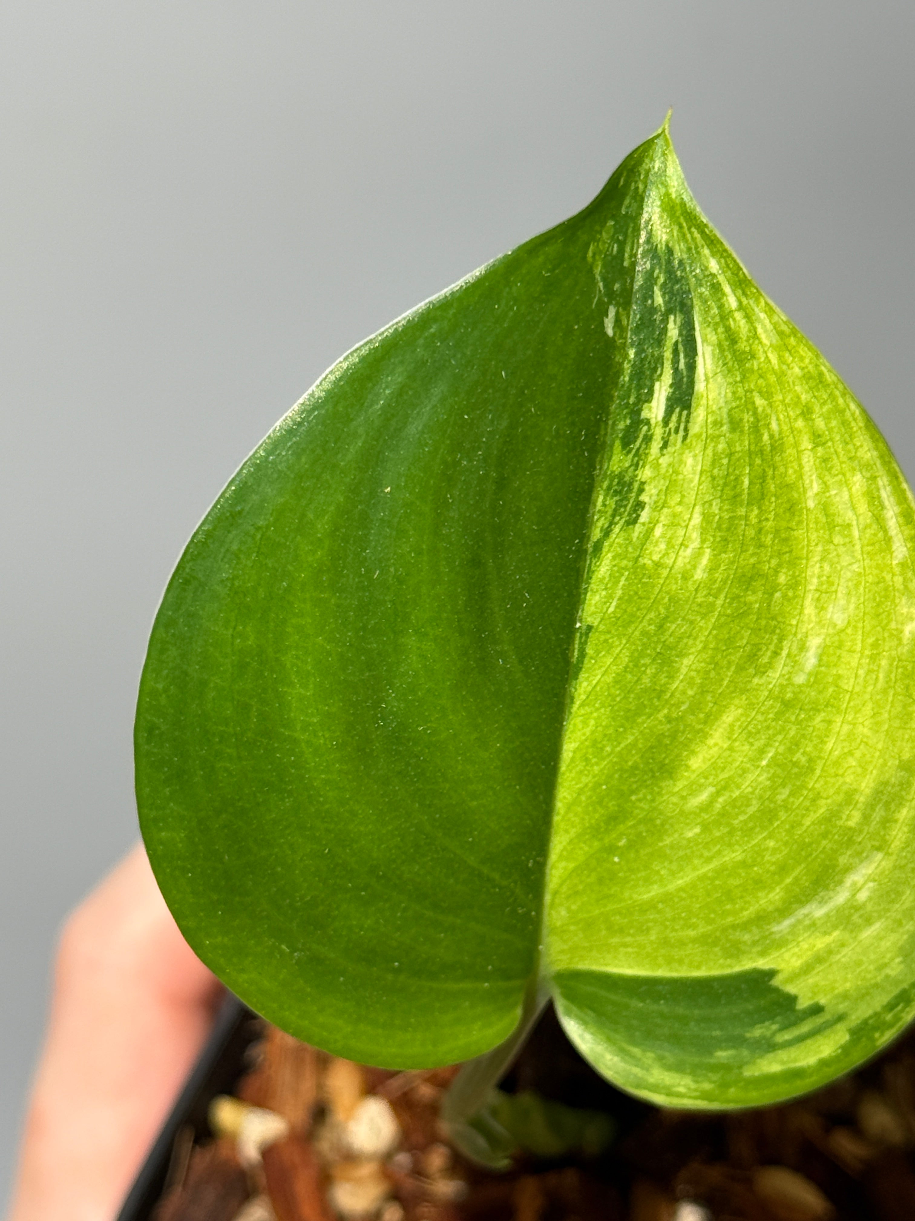 All Plants – Nakayama-Plants