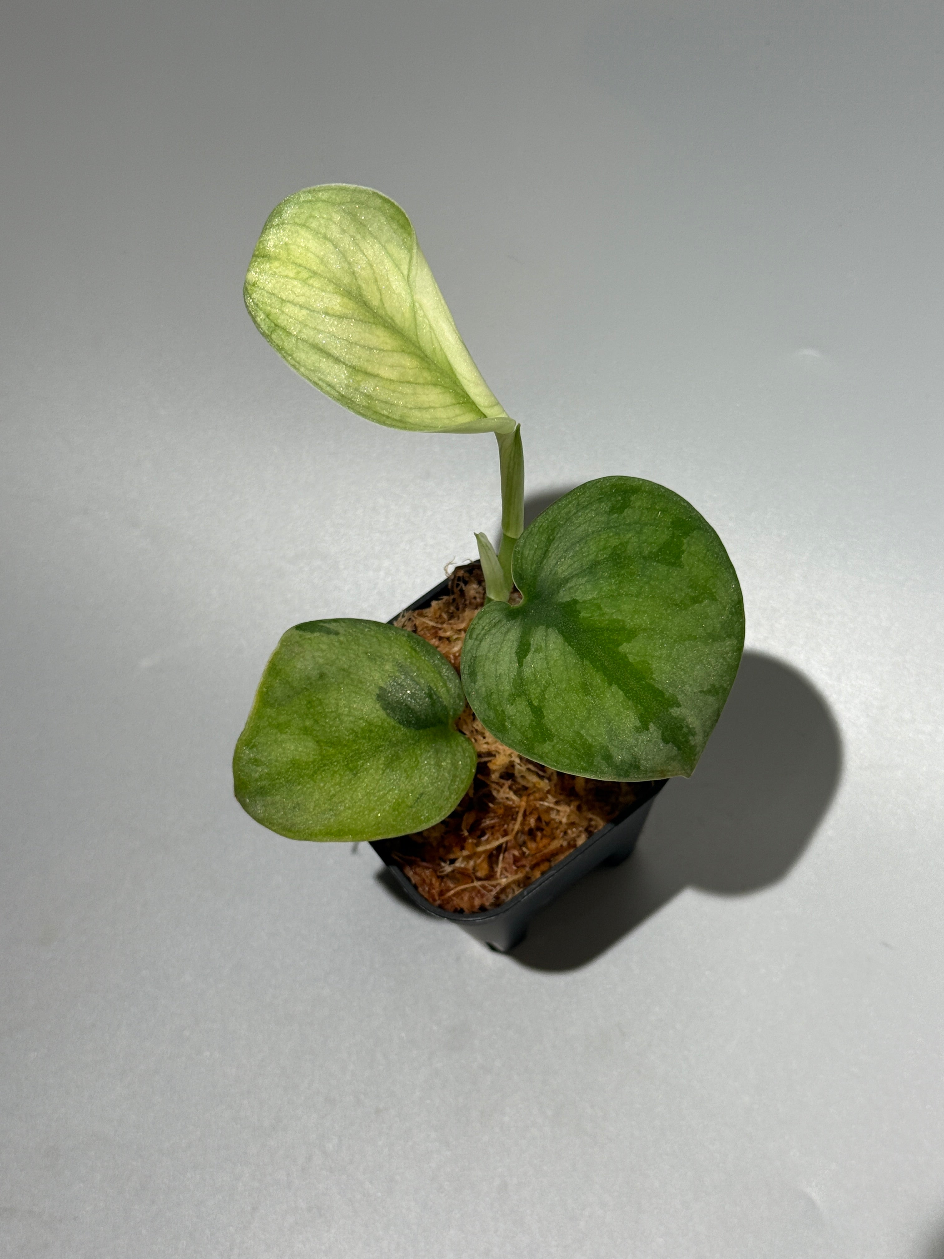 All Plants – Page 2 – Nakayama-Plants
