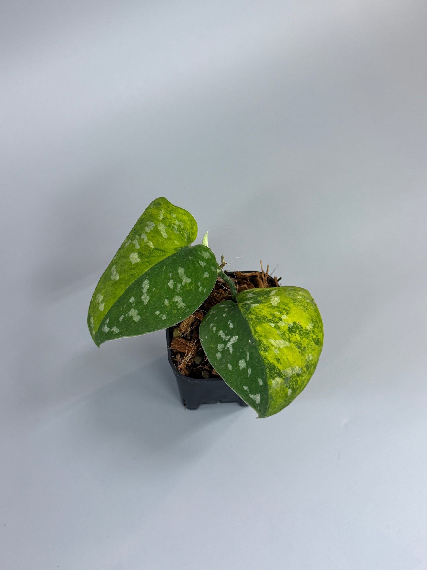 スキンダプサス ファンタジー / Scindapsus Fantasy (1)