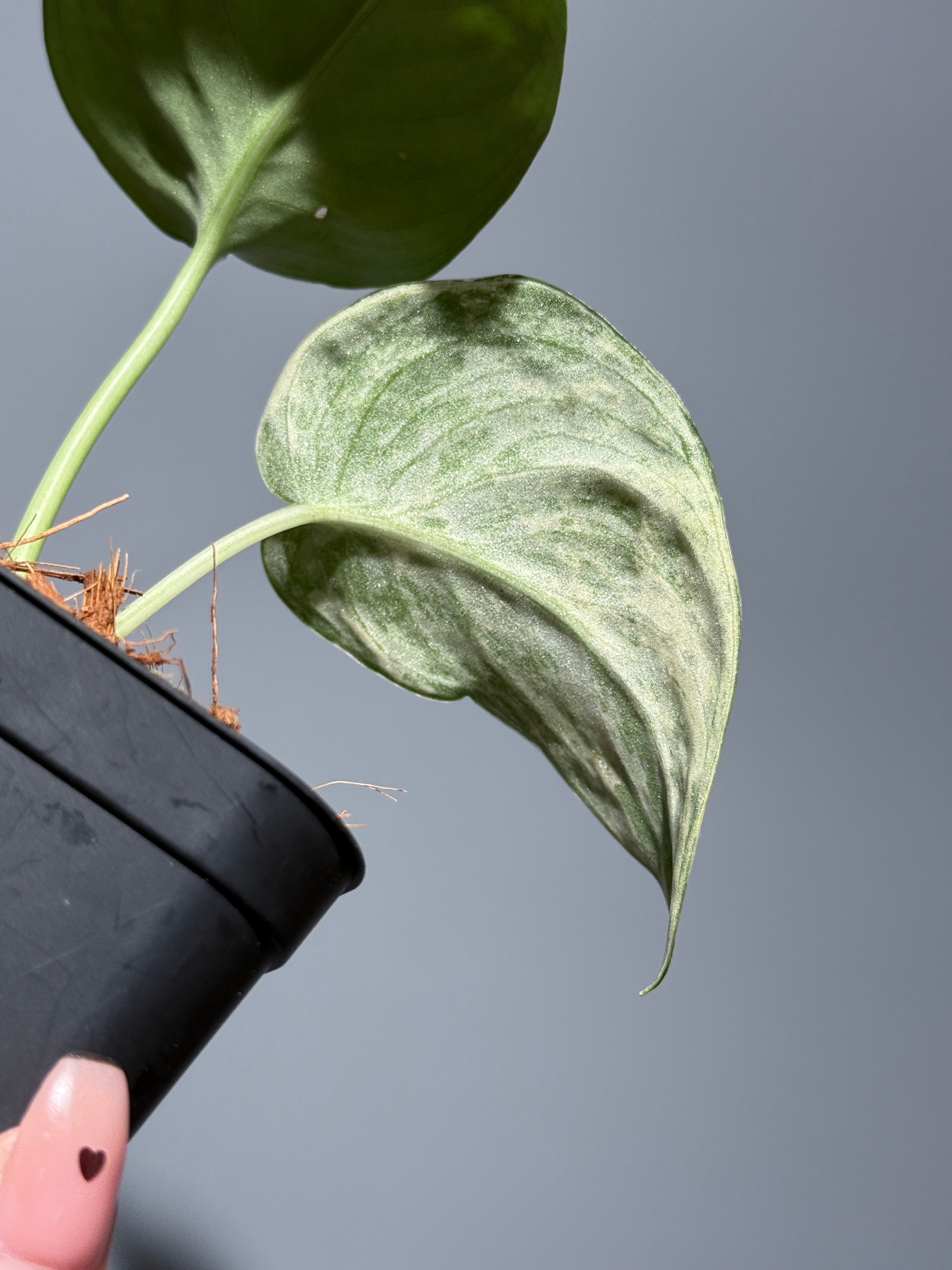 スキンダプサススーパームーン チリン / Scindapsus Supermoon tilung