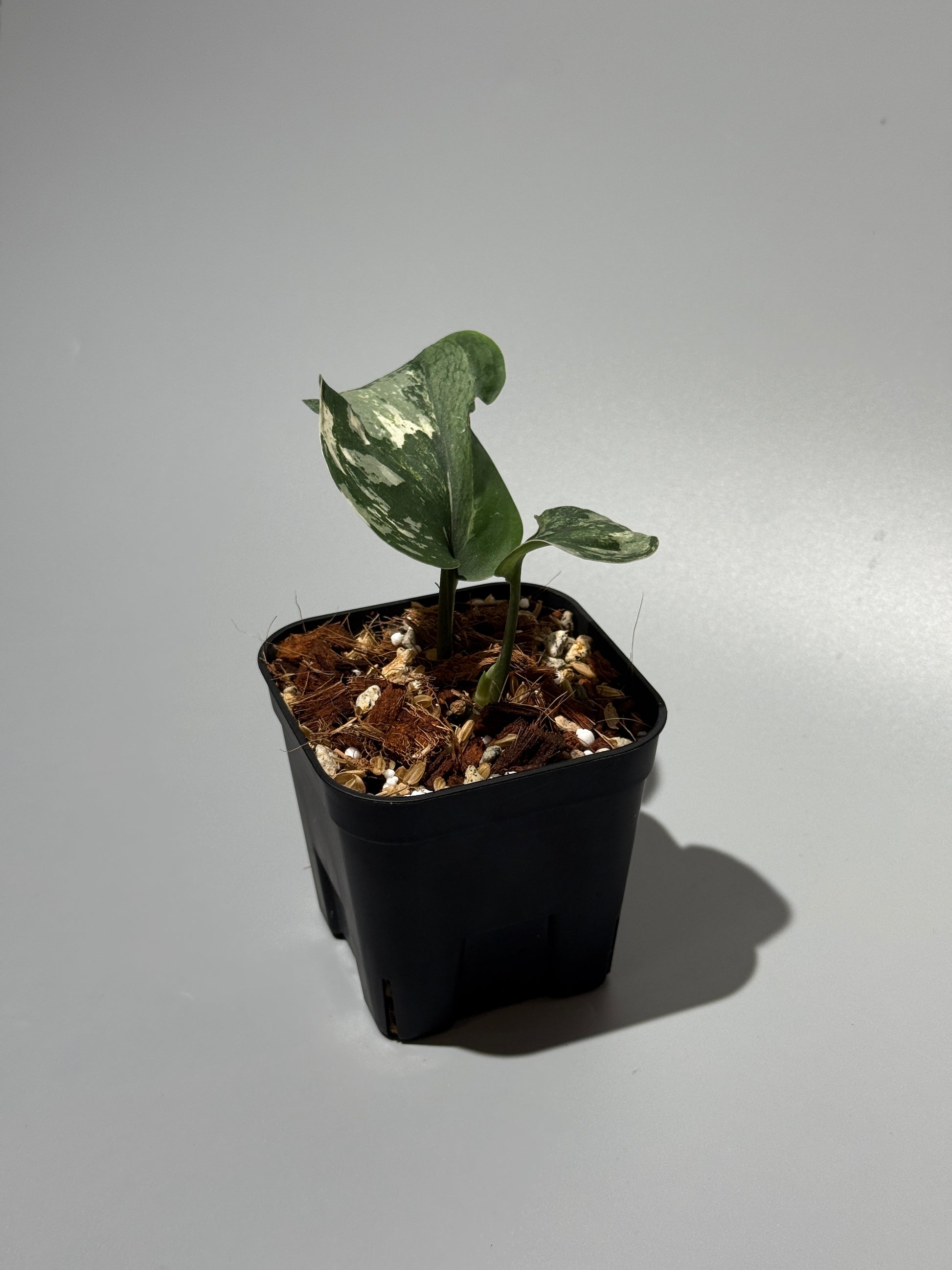 スキンダプサス シルバースプラッシュ ミューテーション/ Scindapsus Silver splash mutation  (3)