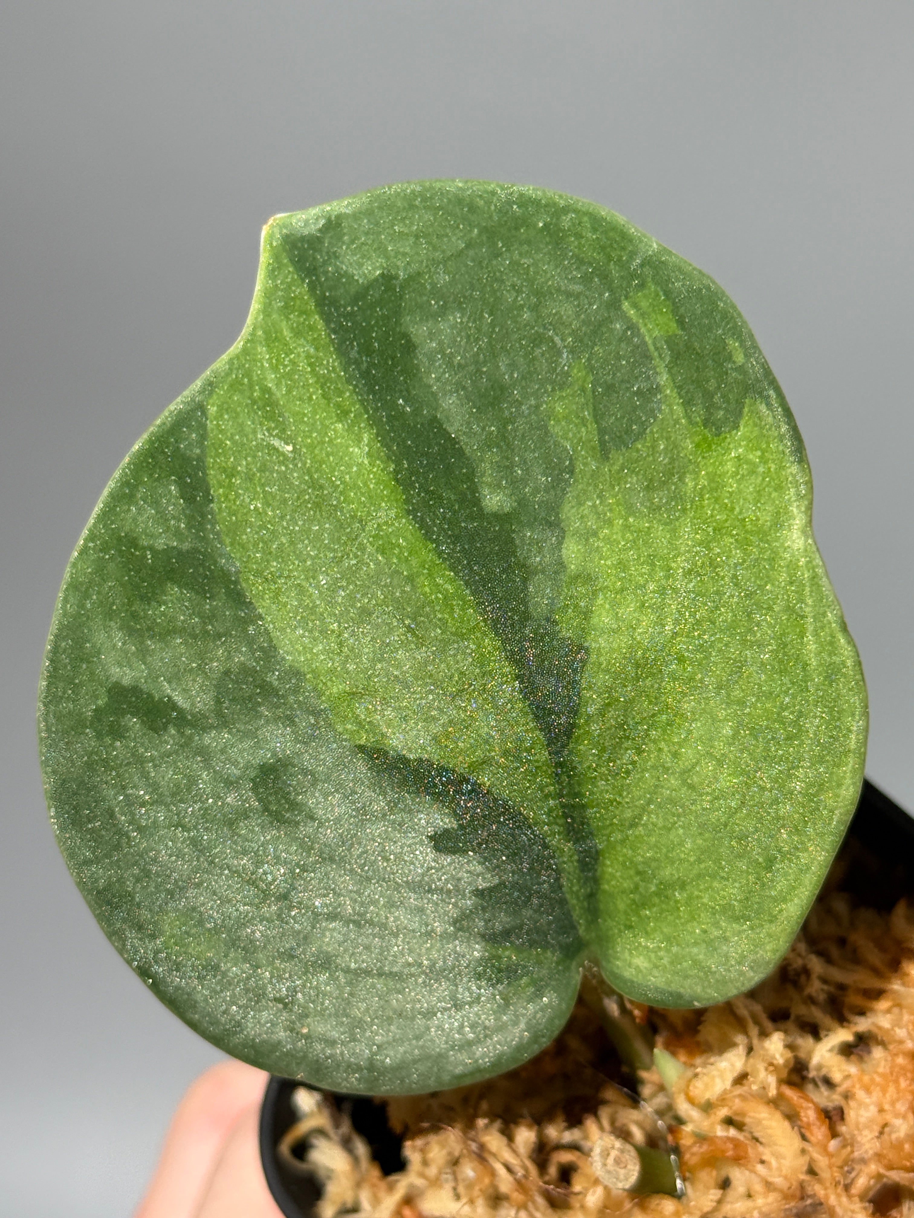 新着商品 – Nakayama-Plants