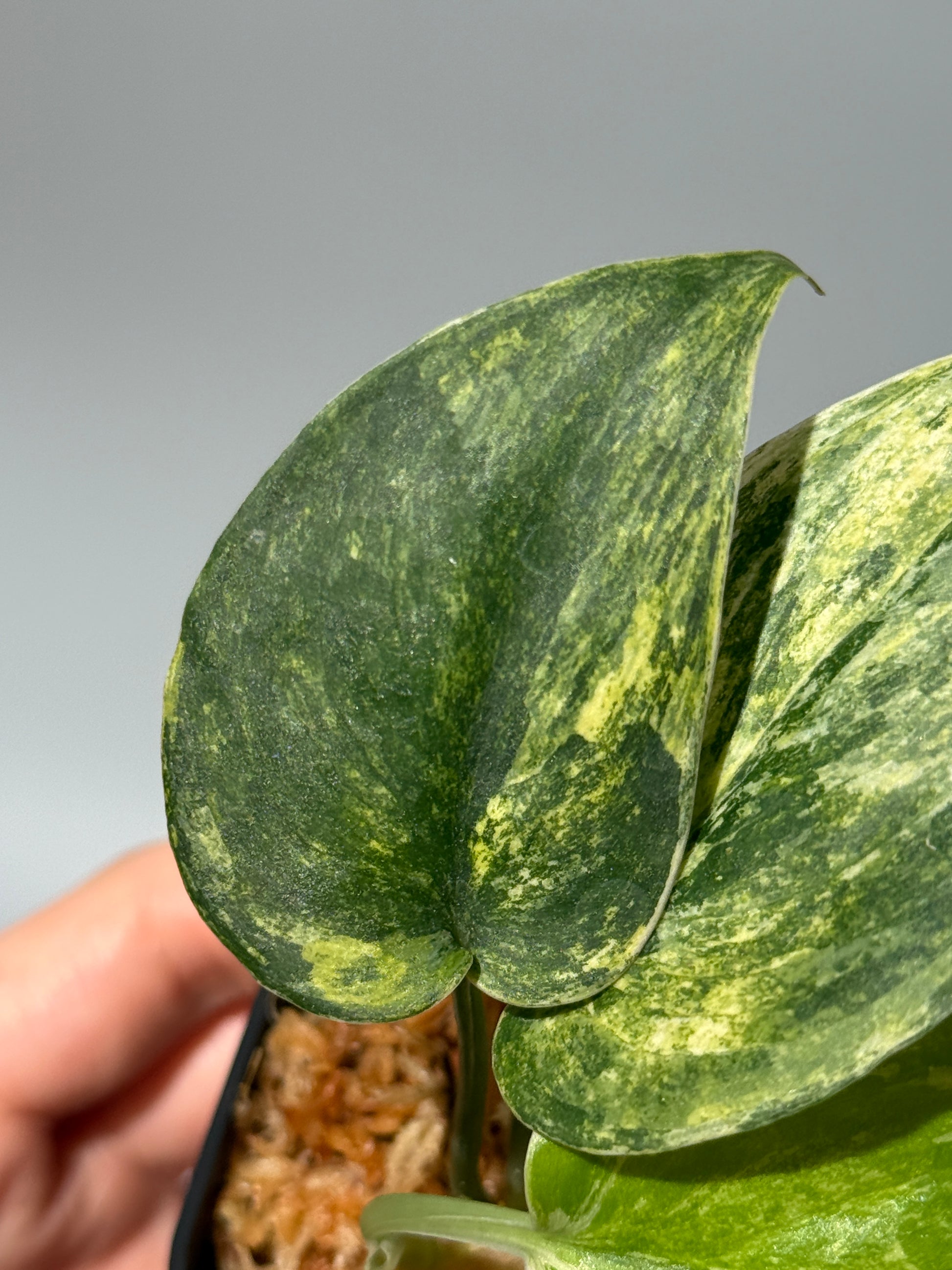 スキンダプサス シリワンギ トリカラー  / Scindapsus Siliwangi tricolor (1)