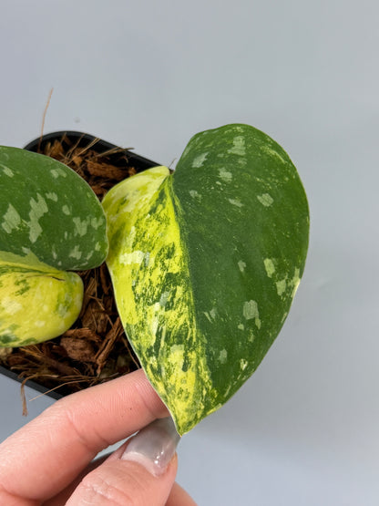 スキンダプサス ファンタジー / Scindapsus Fantasy (2)