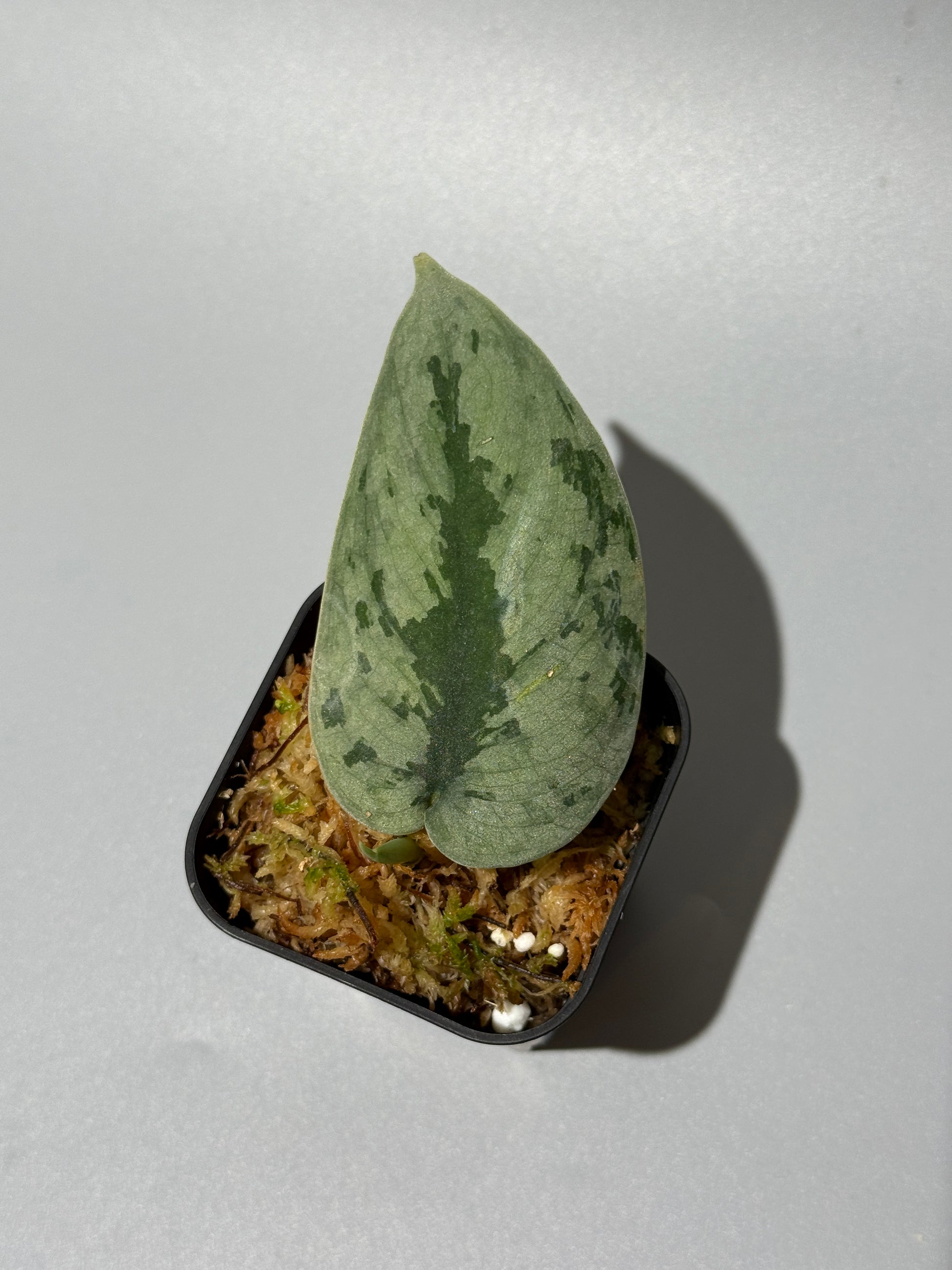 スキンダプサス Sp. イロコス / Scindapsus Sp.ilocos (1)
