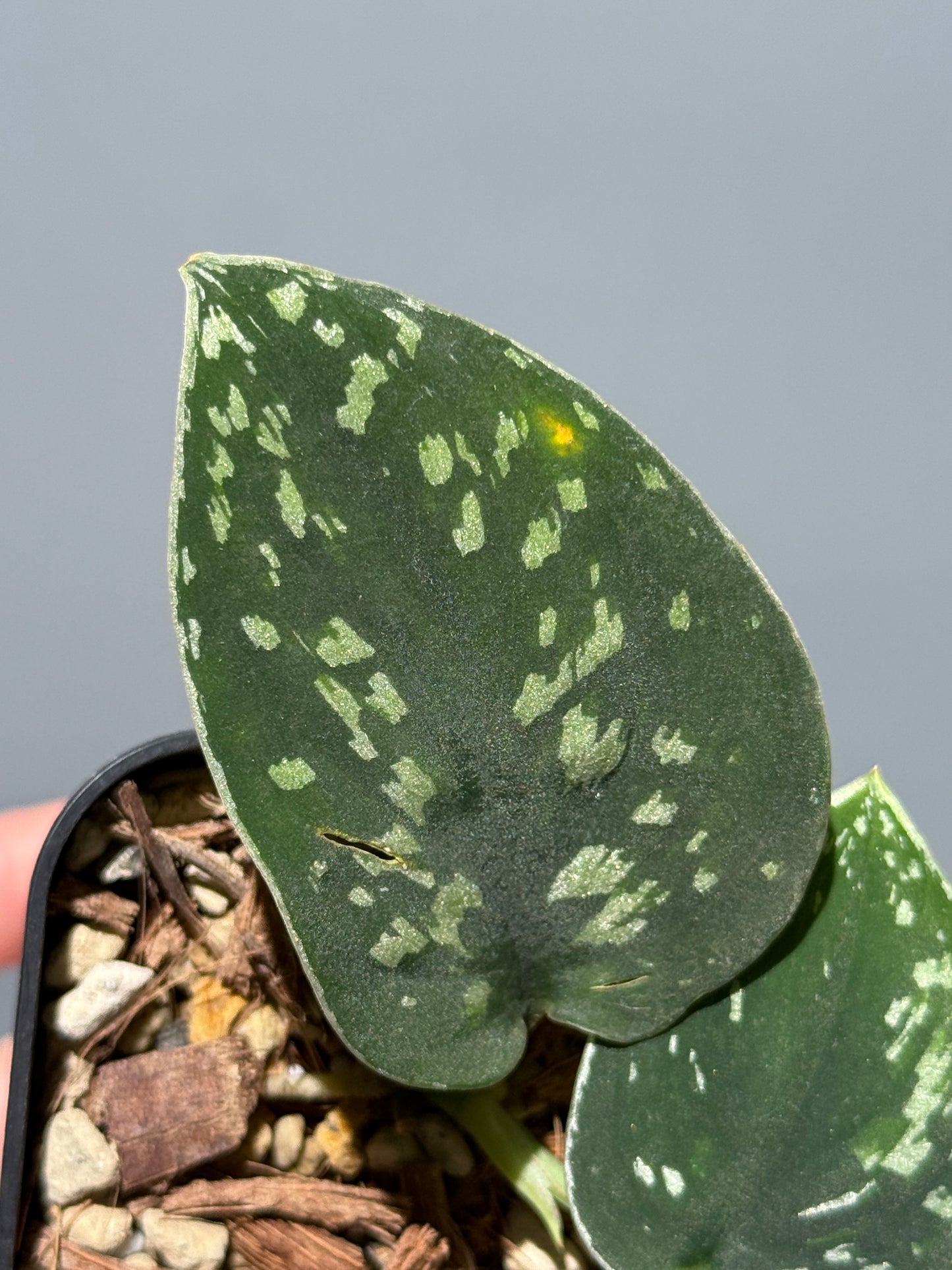 スキンダプサス ダーク トリカラー sp.ボルネオ / Scindapsus Dark tricolor sp.borneo (1)