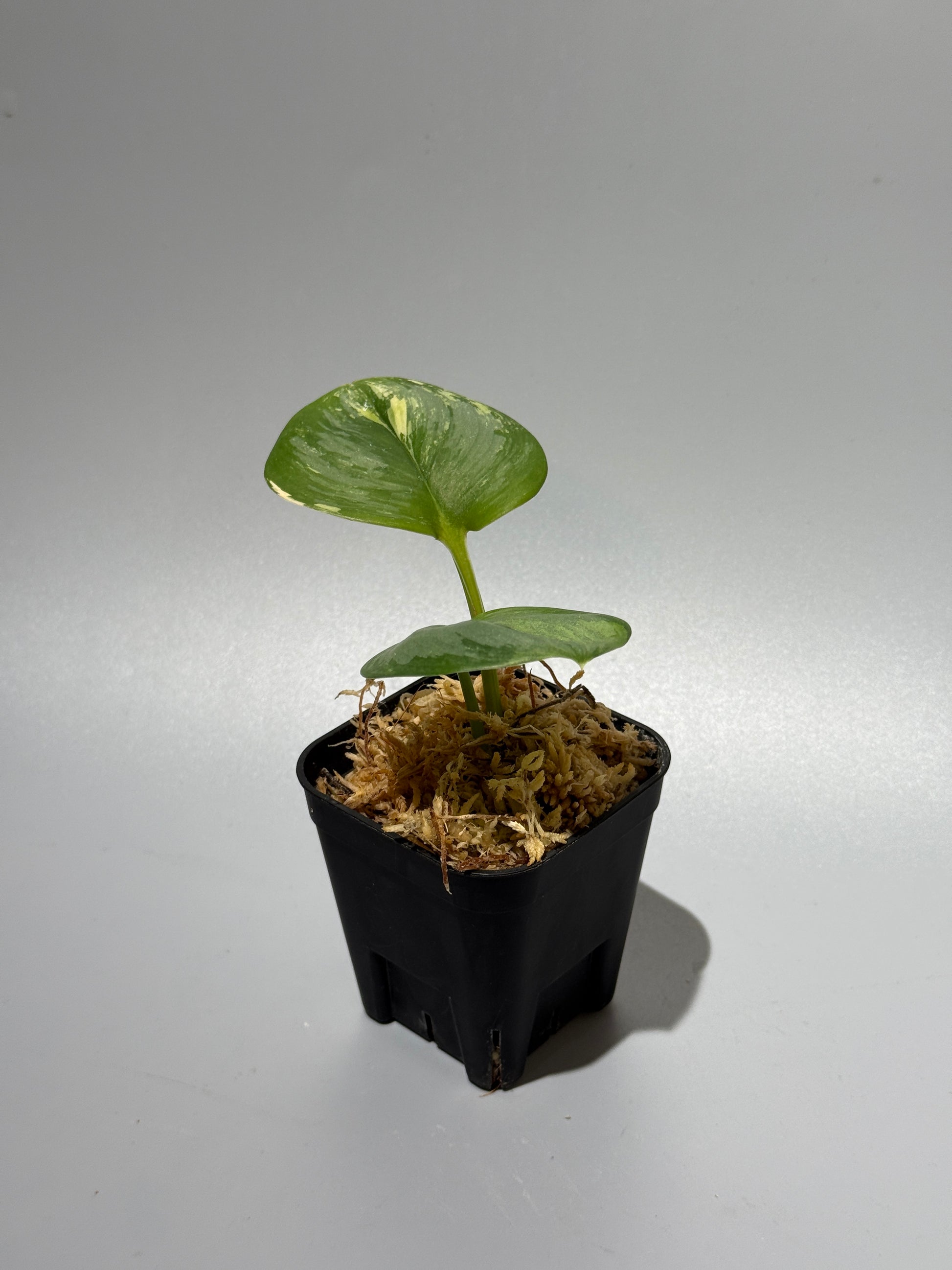 スキンダプサス ルビコン 斑入り  / Scindapsus Rubicon var.  (1)