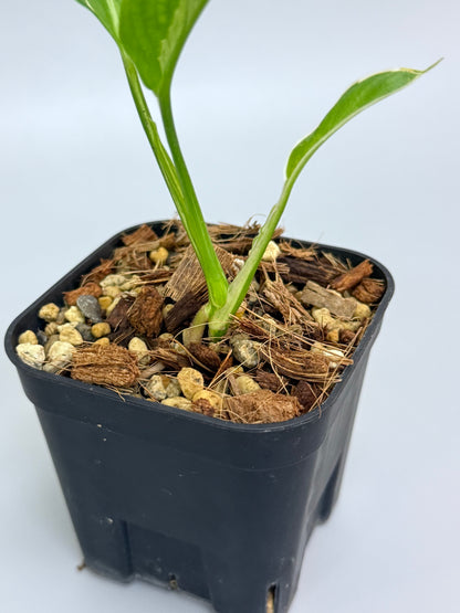 スキンダプサス リップスティック / Scindapsus Lipstick (1)