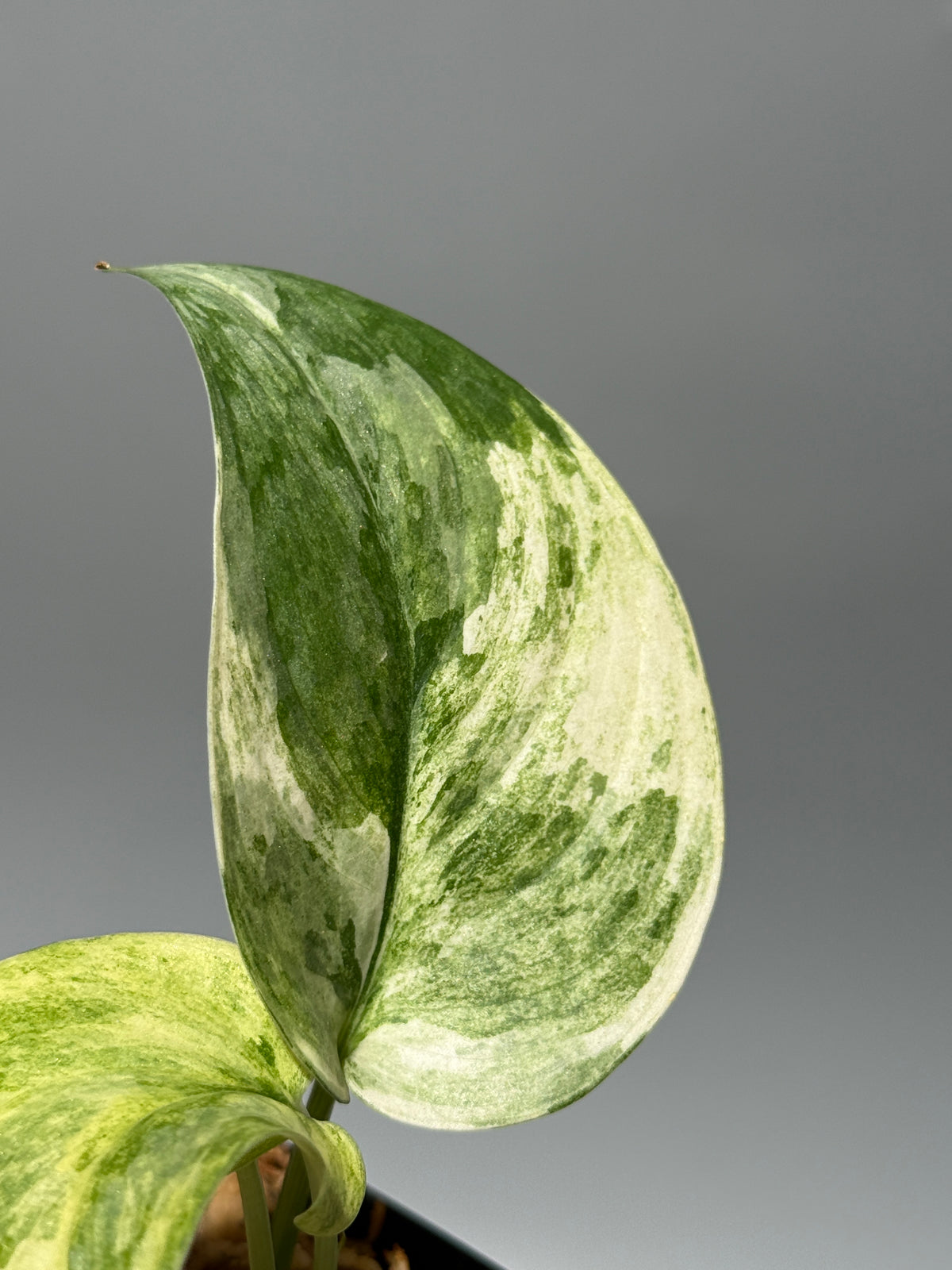 スキンダプサス ブルークラウド トリカラー / Scindapsus Exotica cloud tricolor (2)
