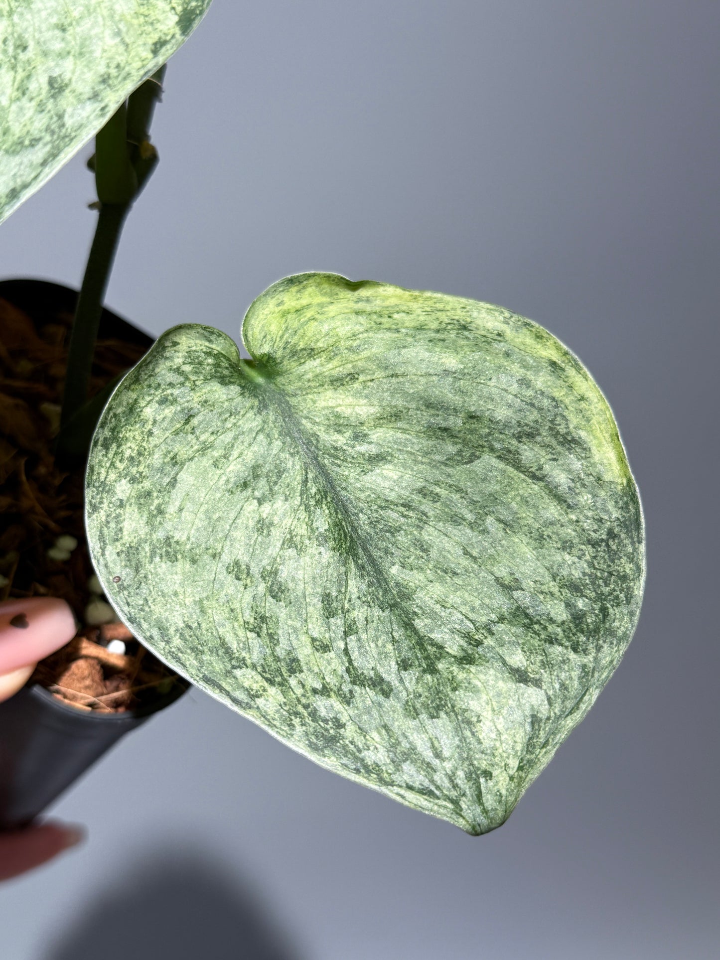 スキンダプサス エキゾチカ マーブル sp.バニュマス / Scindapsus exotica marble sp.Banyumas (1)