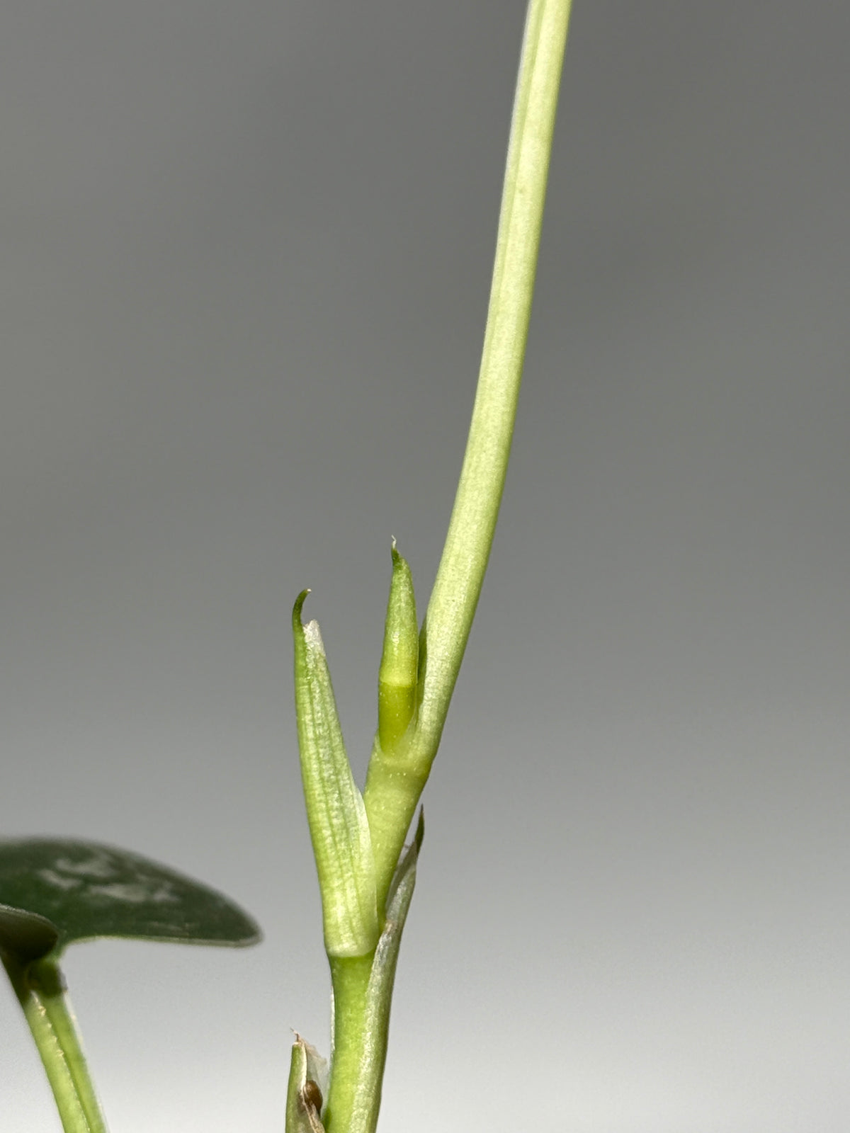 スキンダプサス  Sp.カリマンタン / Scindapsus Sp.Kalimantan (1)