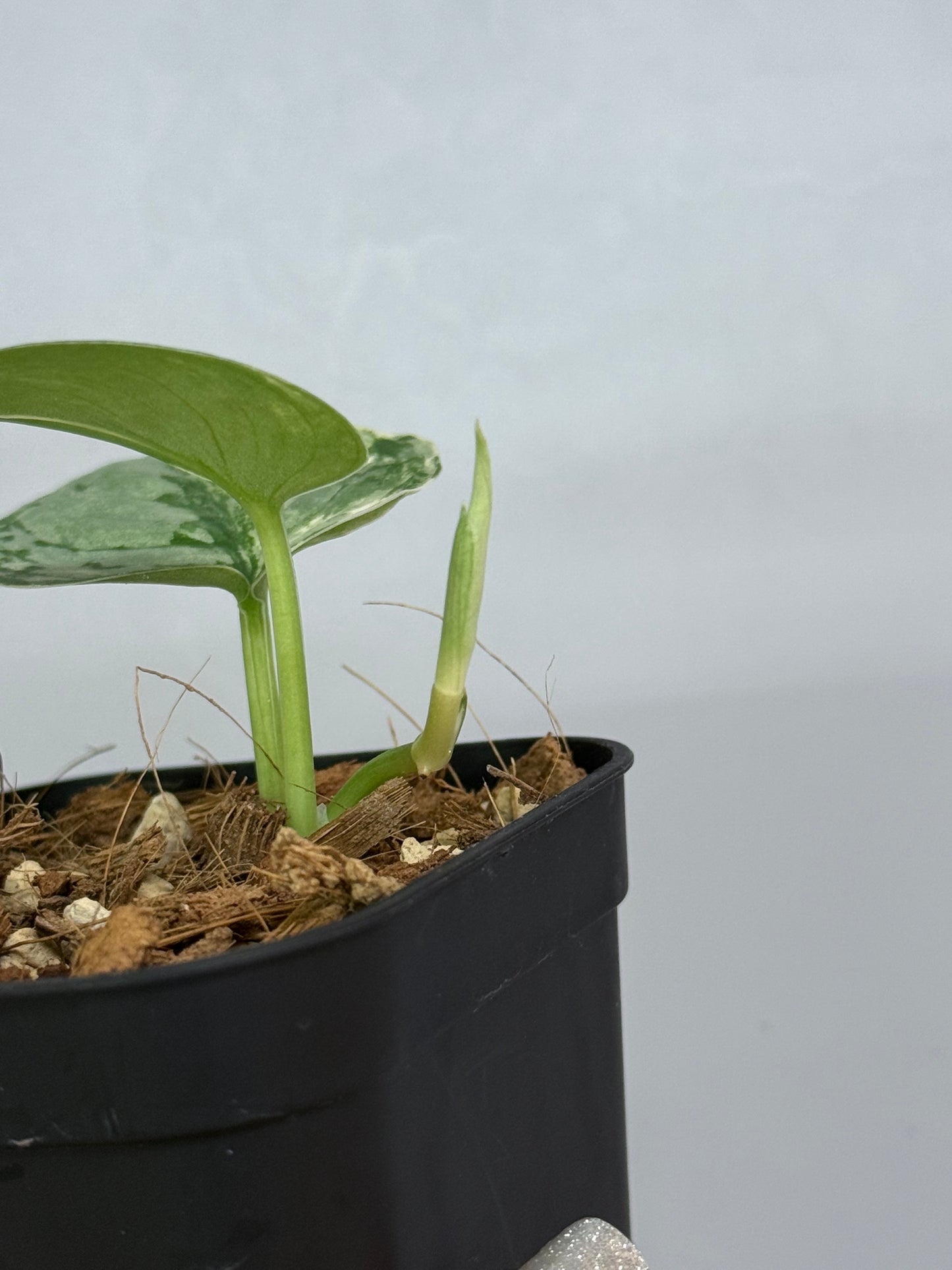 スキンダプサス シルバークリスタル / Scindapsus silver crystal (2)