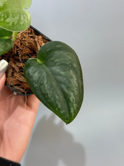 スキンダプサス エキゾチカ グローシ sp.サラワク / Scindapsus exotica glosy sp.serawak (4)