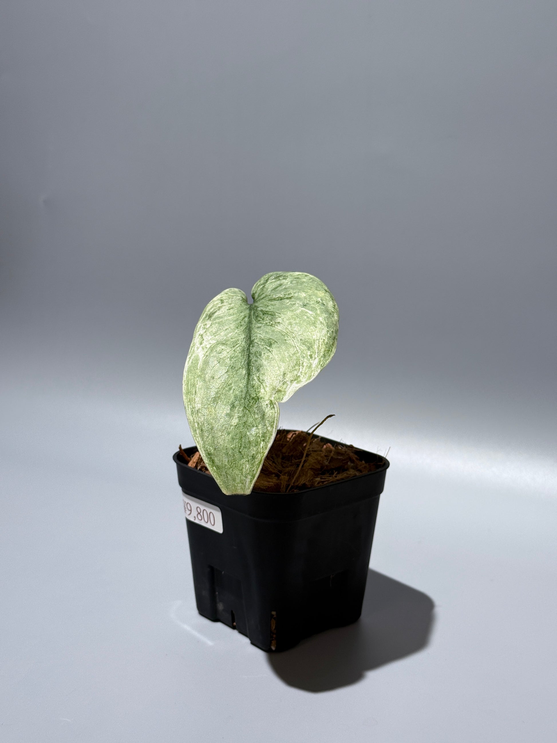 スキンダプサス ブルー スカイ/Scindapsus Blue sky  (1)