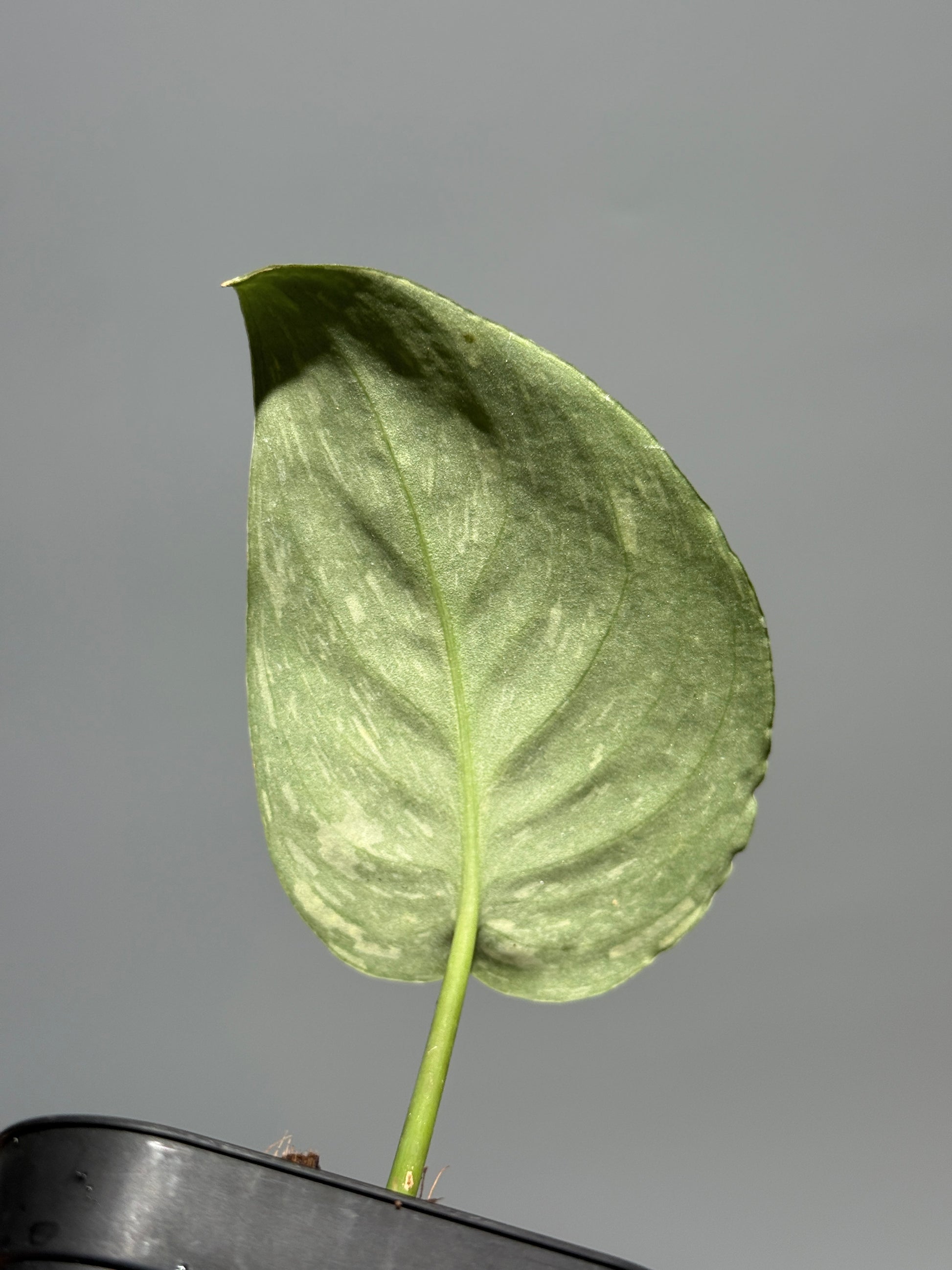 スキンダプサス バチコン  / Scindapsus Baticon (1)