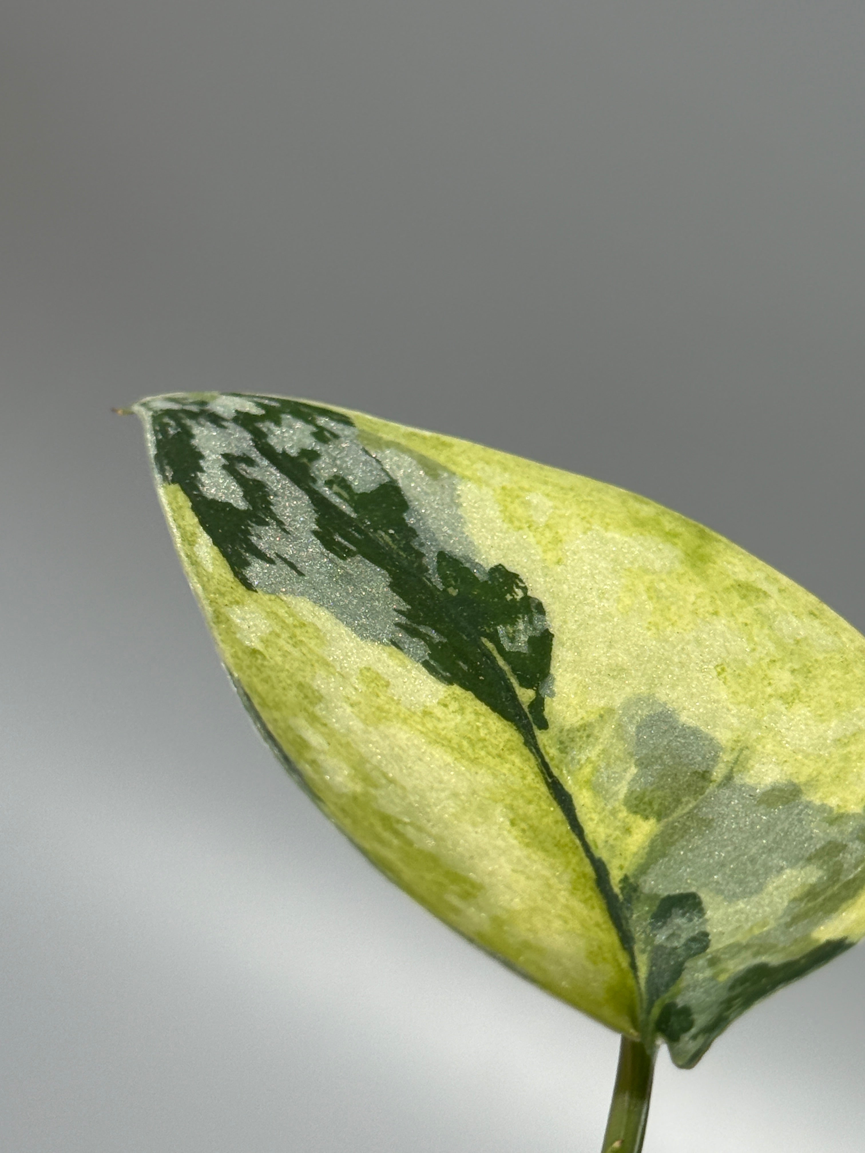 スキンダプサス マハリカ / Scindapsus maharlika (2) – Nakayama-Plants