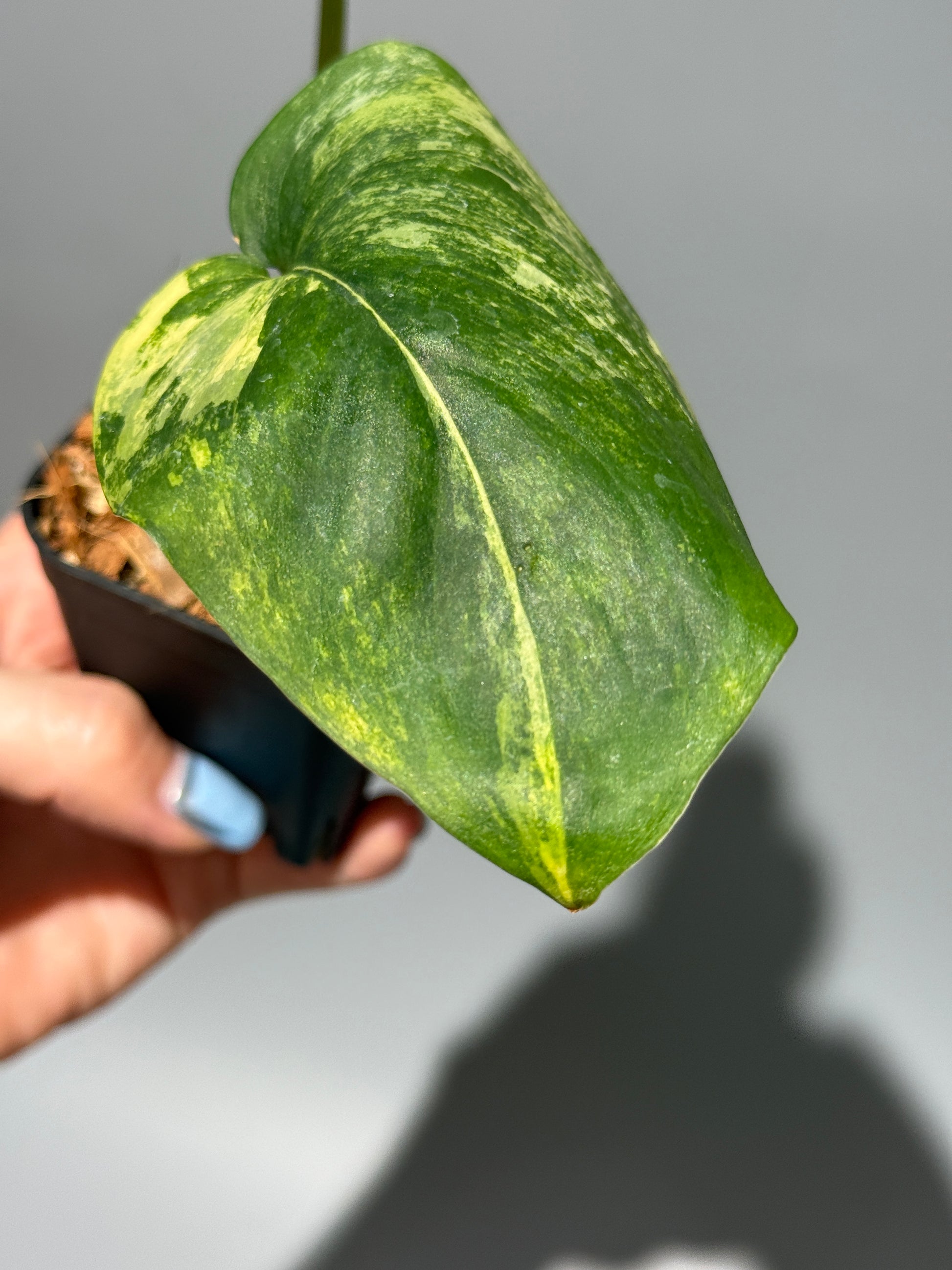 スキンダプサス ジェイドサテン オーレア  / Scindapsus jadesatin aurea (1)