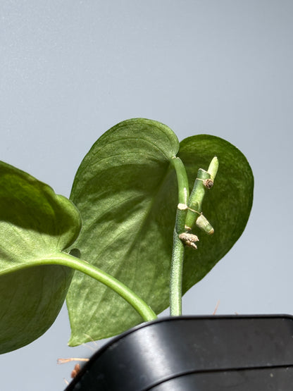 スキンダプサス エキゾチカ マーブル sp.バニュマス / Scindapsus exotica marble sp.Banyumas (1)