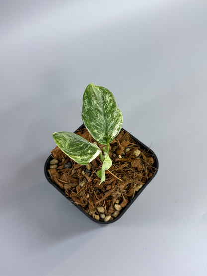 スキンダプサス トレビー マーブル  / Scindapsus treubii marble  (2)