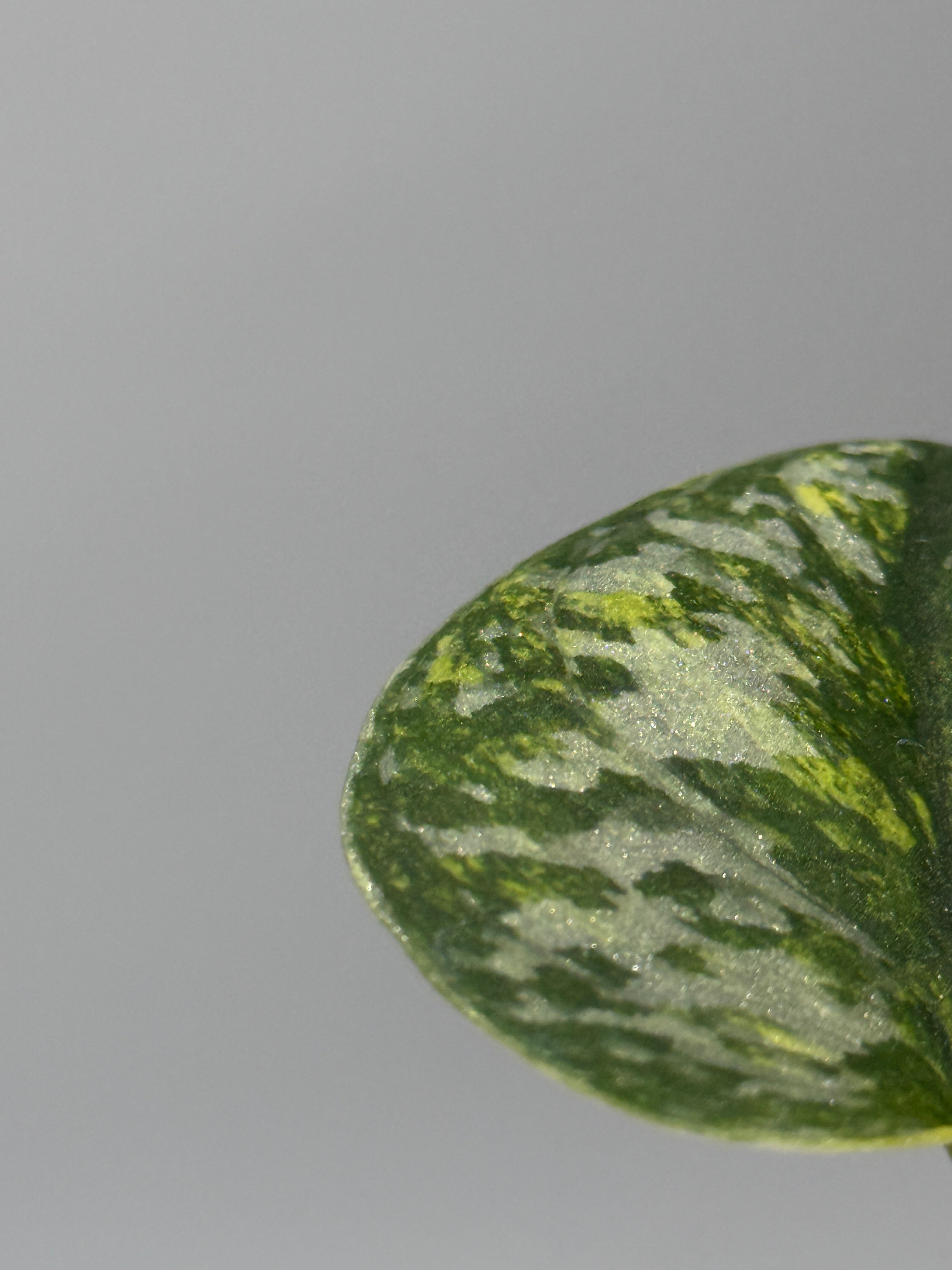 スキンダプサス グリーン ダイヤモンド / Scindapsus Green diamond (1