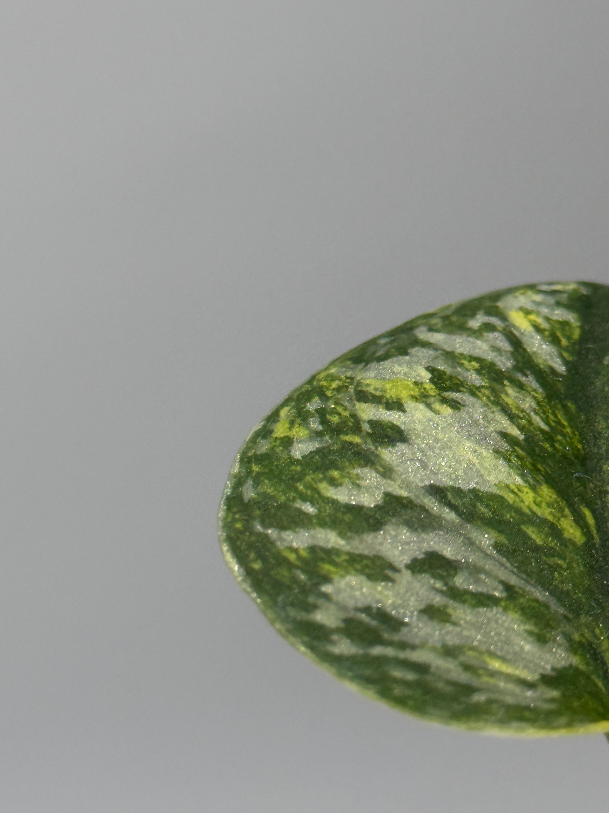 スキンダプサス グリーン ダイヤモンド / Scindapsus Green diamond (1)