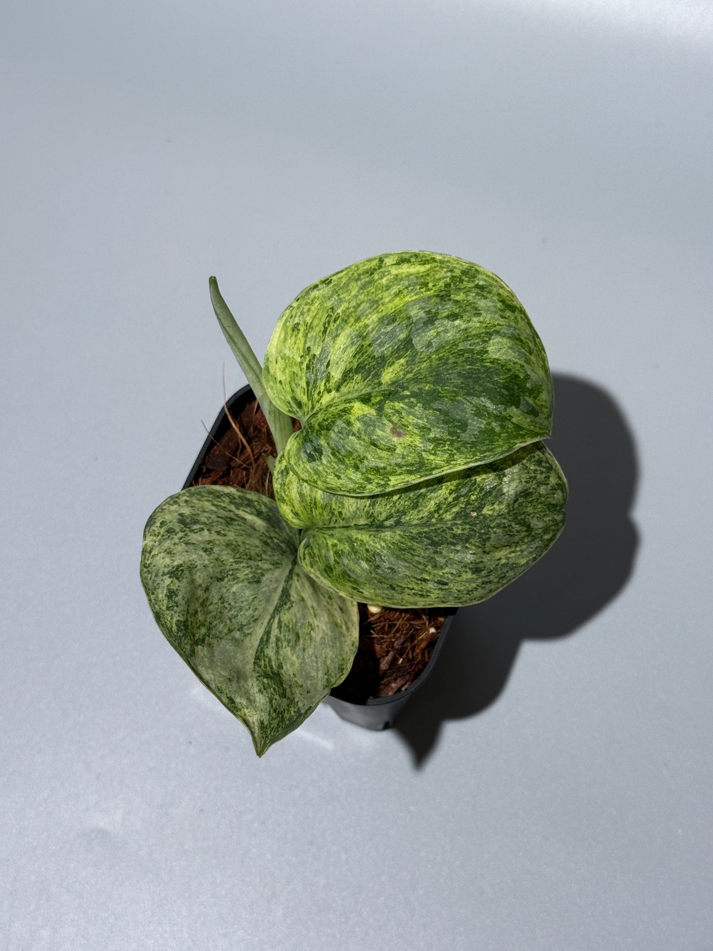 スキンダプサス テンバガ  / Scindapsus Tembaga (2)